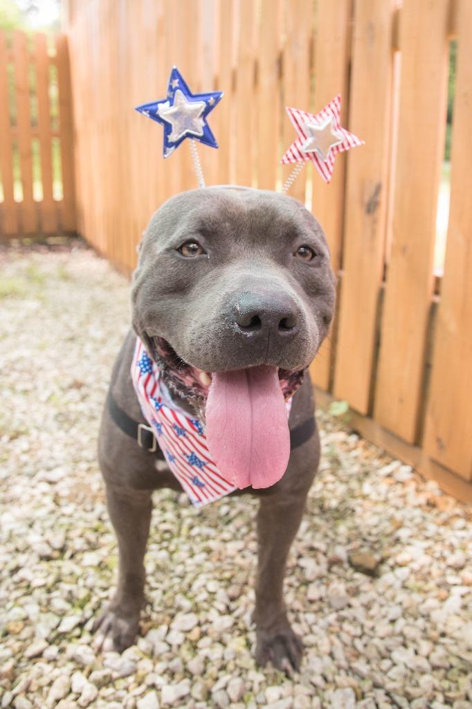 Kuron, Adoptable, Adult Male American Staffordshire Terrier.