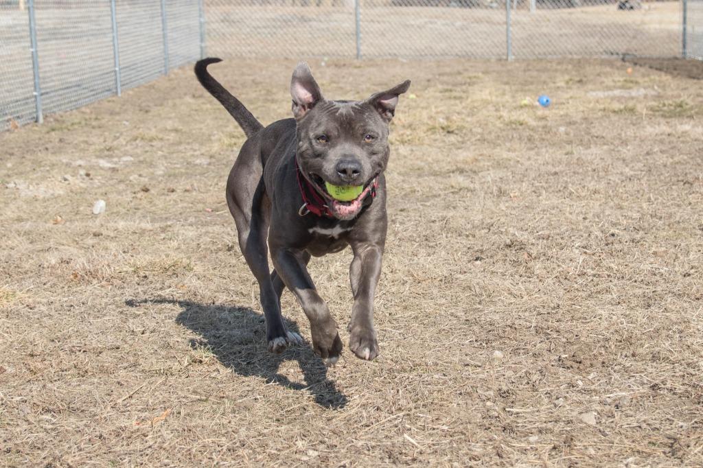Enlarge Kuron, a Adoptable mixed breed in Lansing, KS image 2/6