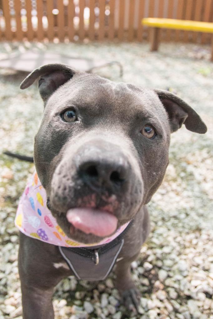 Enlarge Kuron, a Adoptable mixed breed in Lansing, KS image 5/6