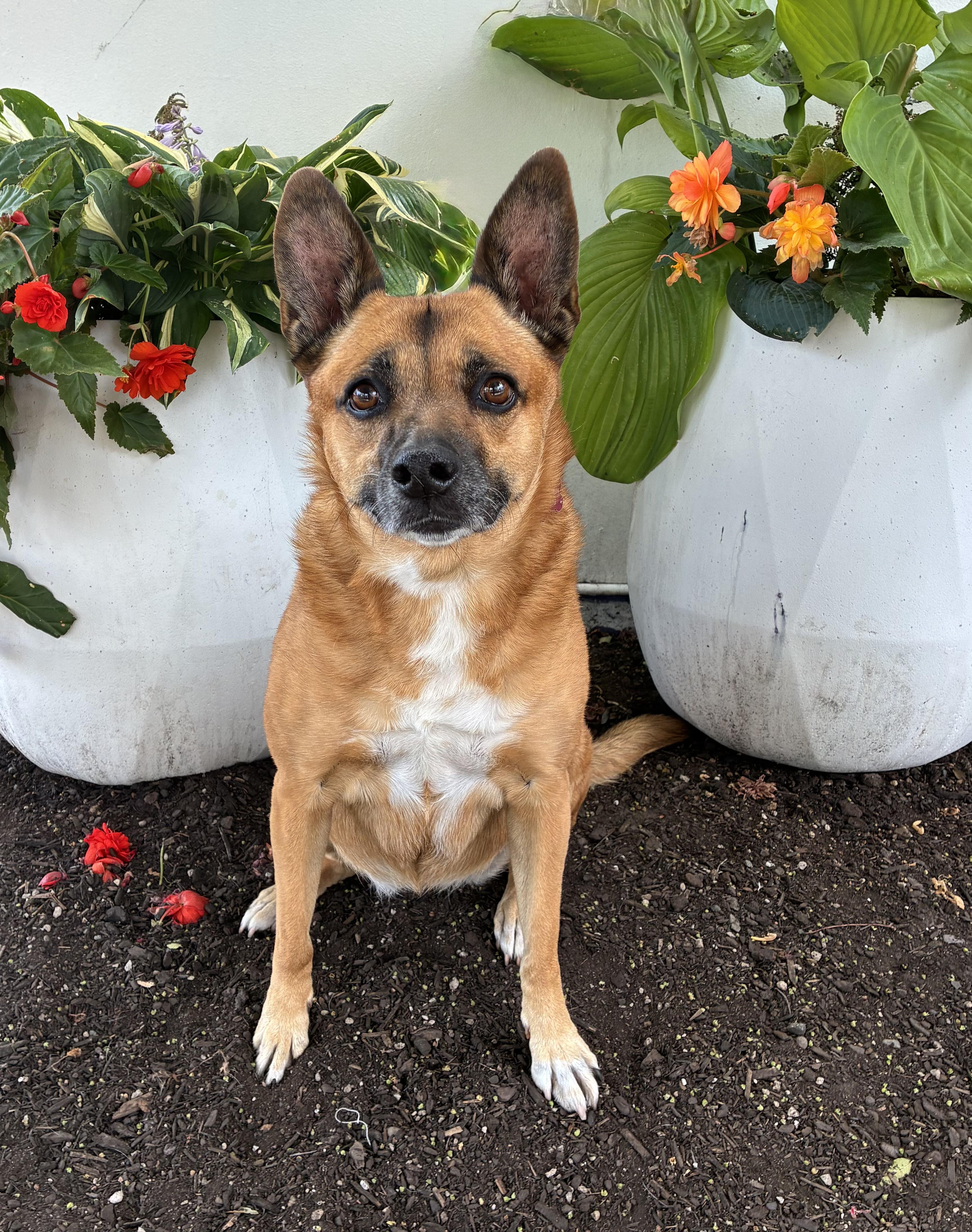 Perla, an adoptable Cattle Dog, Mixed Breed in Portland, OR, 97239 | Photo Image 1