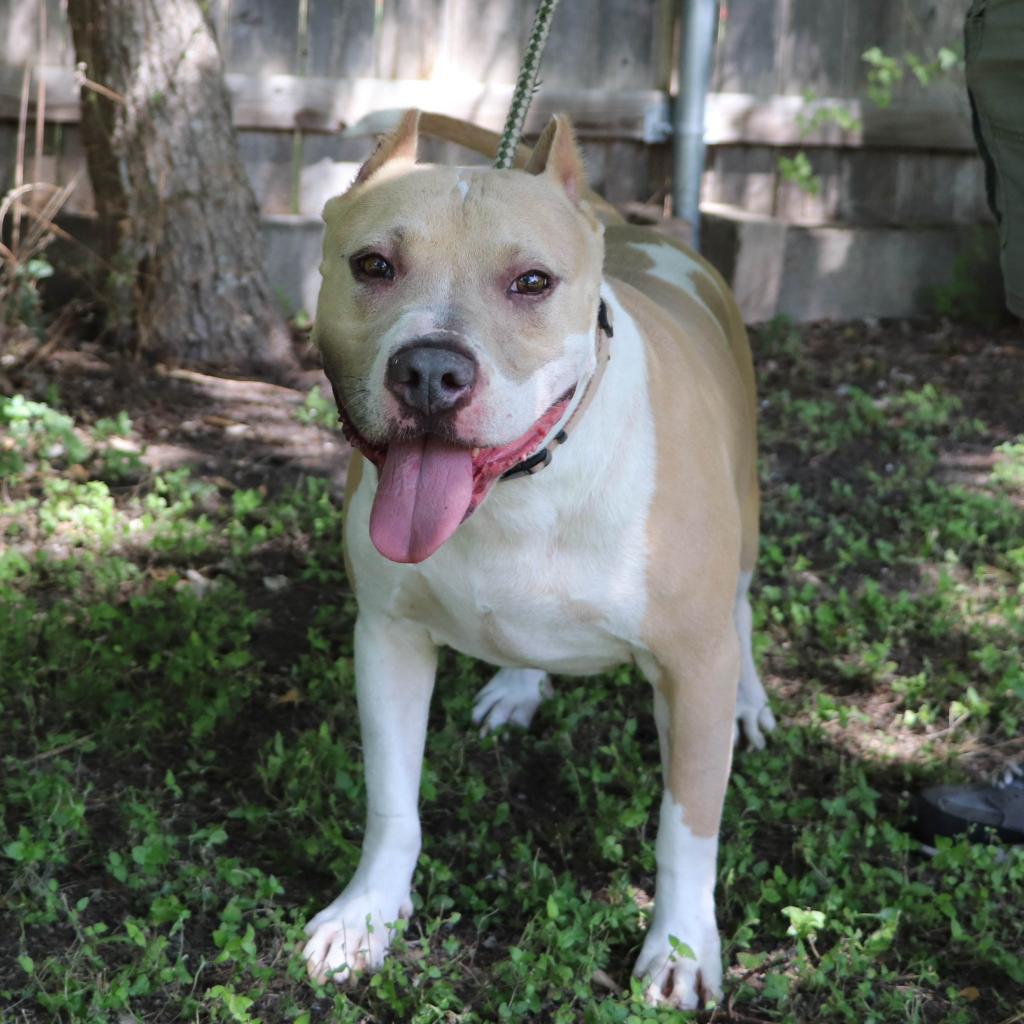 Enlarge Leo, a Adoptable mixed breed in San Antonio, TX image 1/6