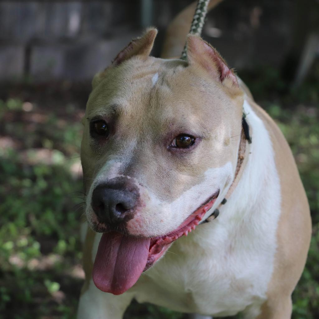Enlarge Leo, a Adoptable mixed breed in San Antonio, TX image 2/6