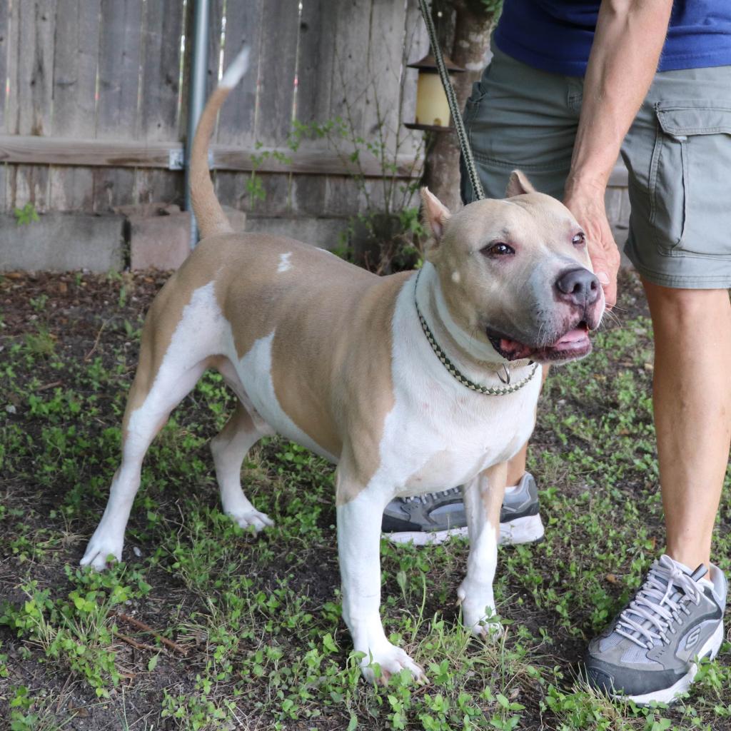 Enlarge Leo, a Adoptable mixed breed in San Antonio, TX image 3/6