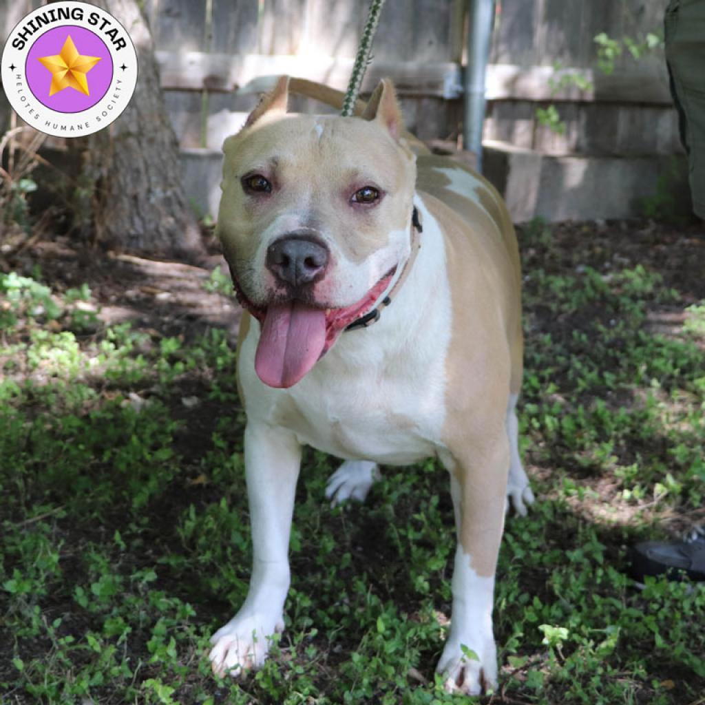 Enlarge Leo, a Adoptable mixed breed in San Antonio, TX image 4/6
