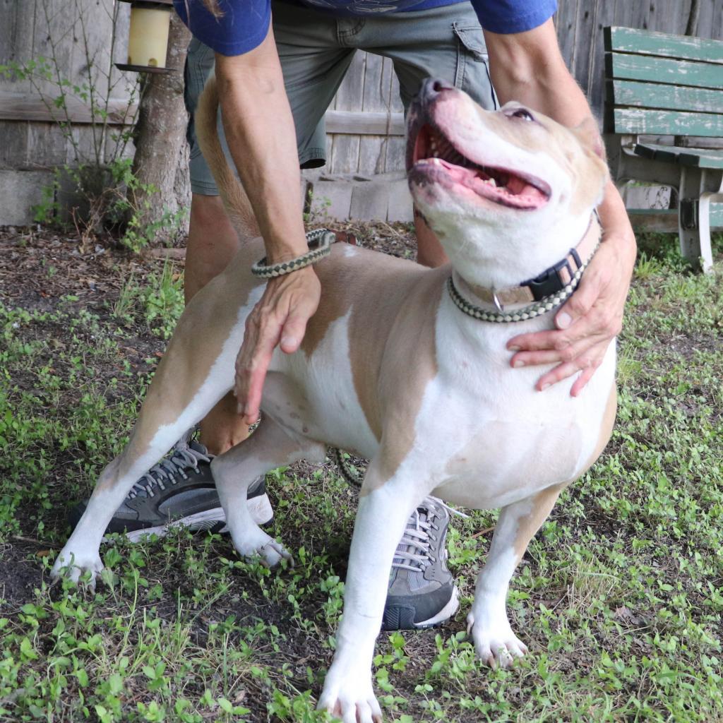 Enlarge Leo, a Adoptable mixed breed in San Antonio, TX image 5/6