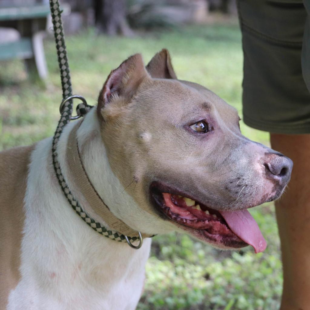 Enlarge Leo, a Adoptable mixed breed in San Antonio, TX image 6/6