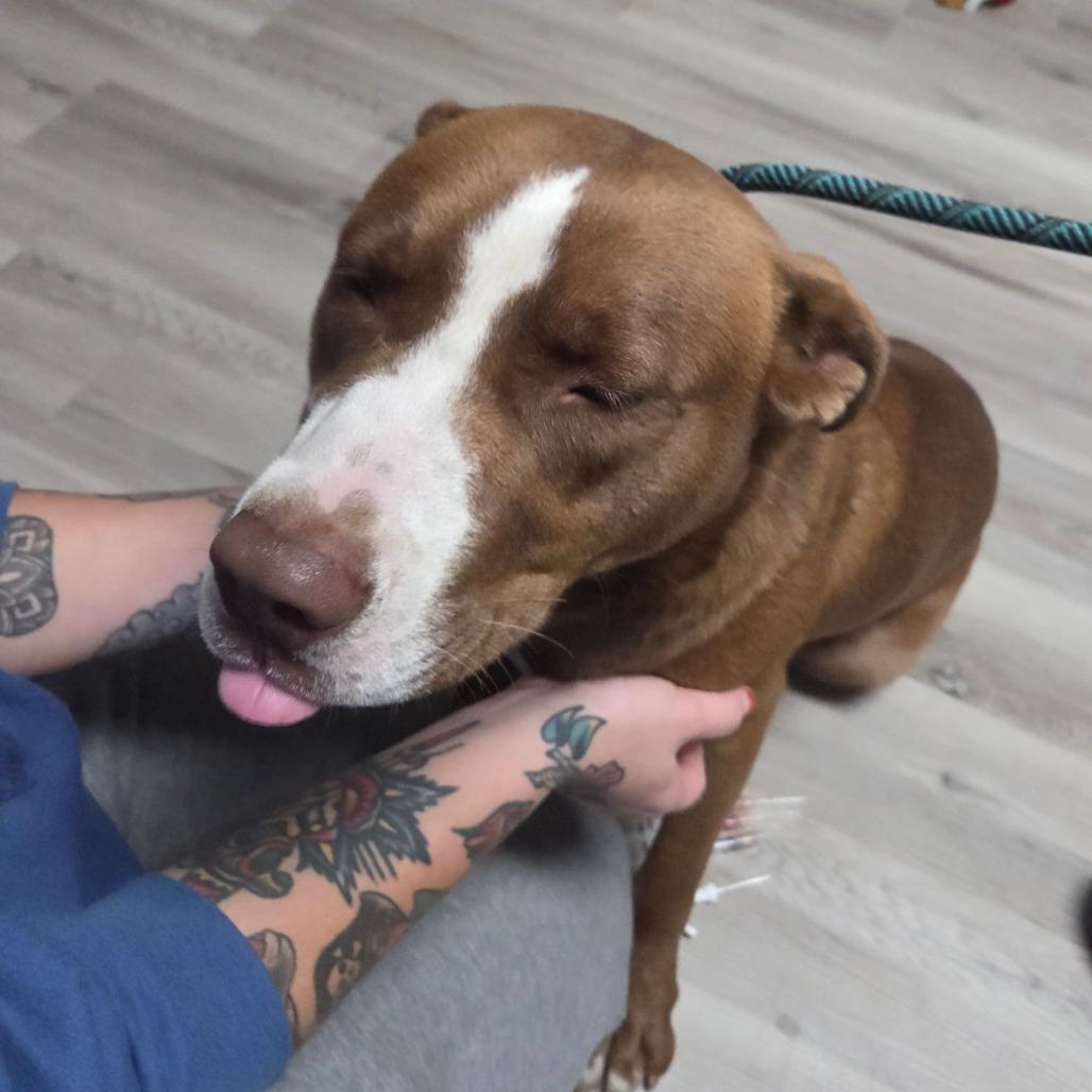 Pochita, Adoptable, Adult Male Terrier.