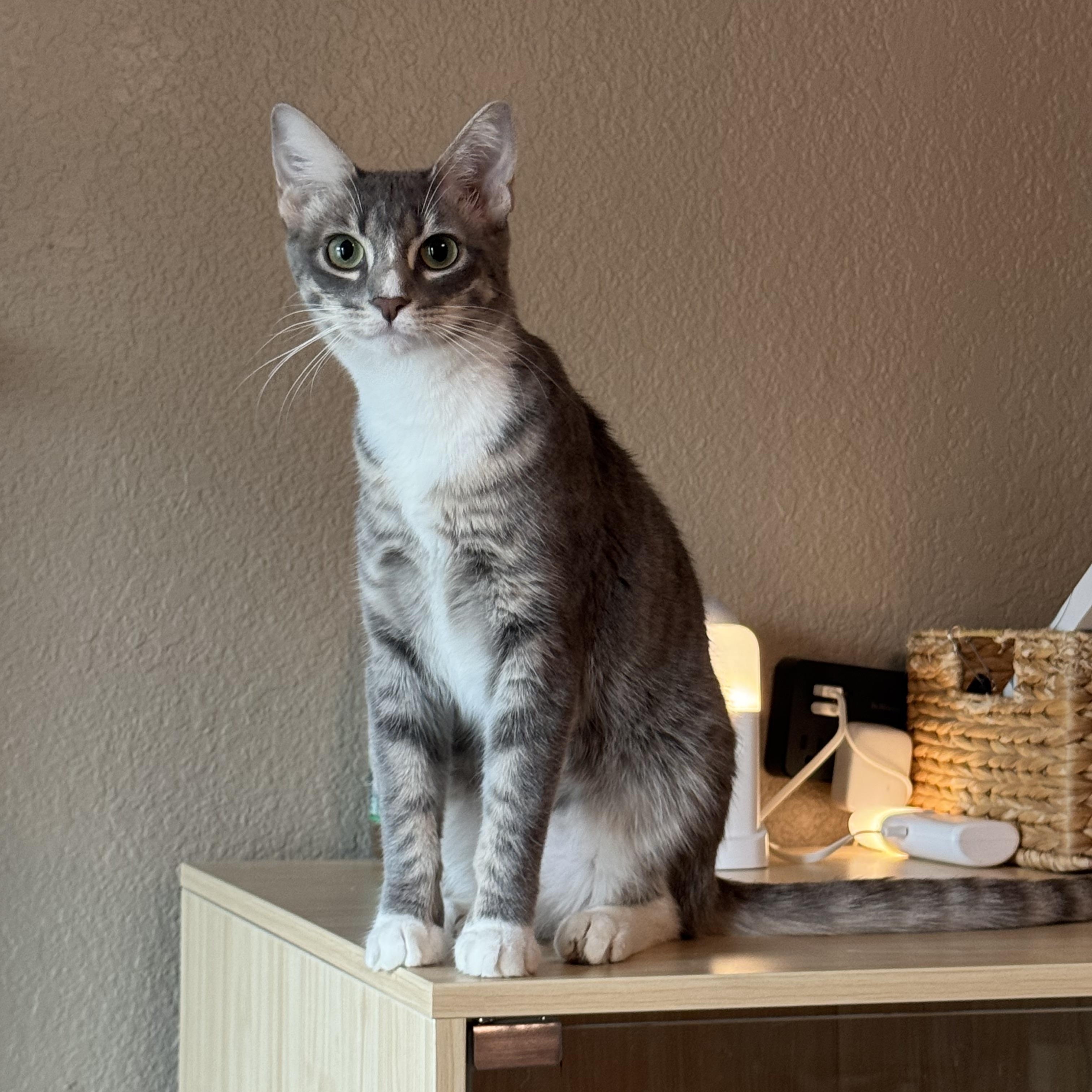 Enlarge DORA -  November ONLY 35% Off Adoption Fee, a Adopted Domestic Short Hair in PHOENIX, AZ image 3/3