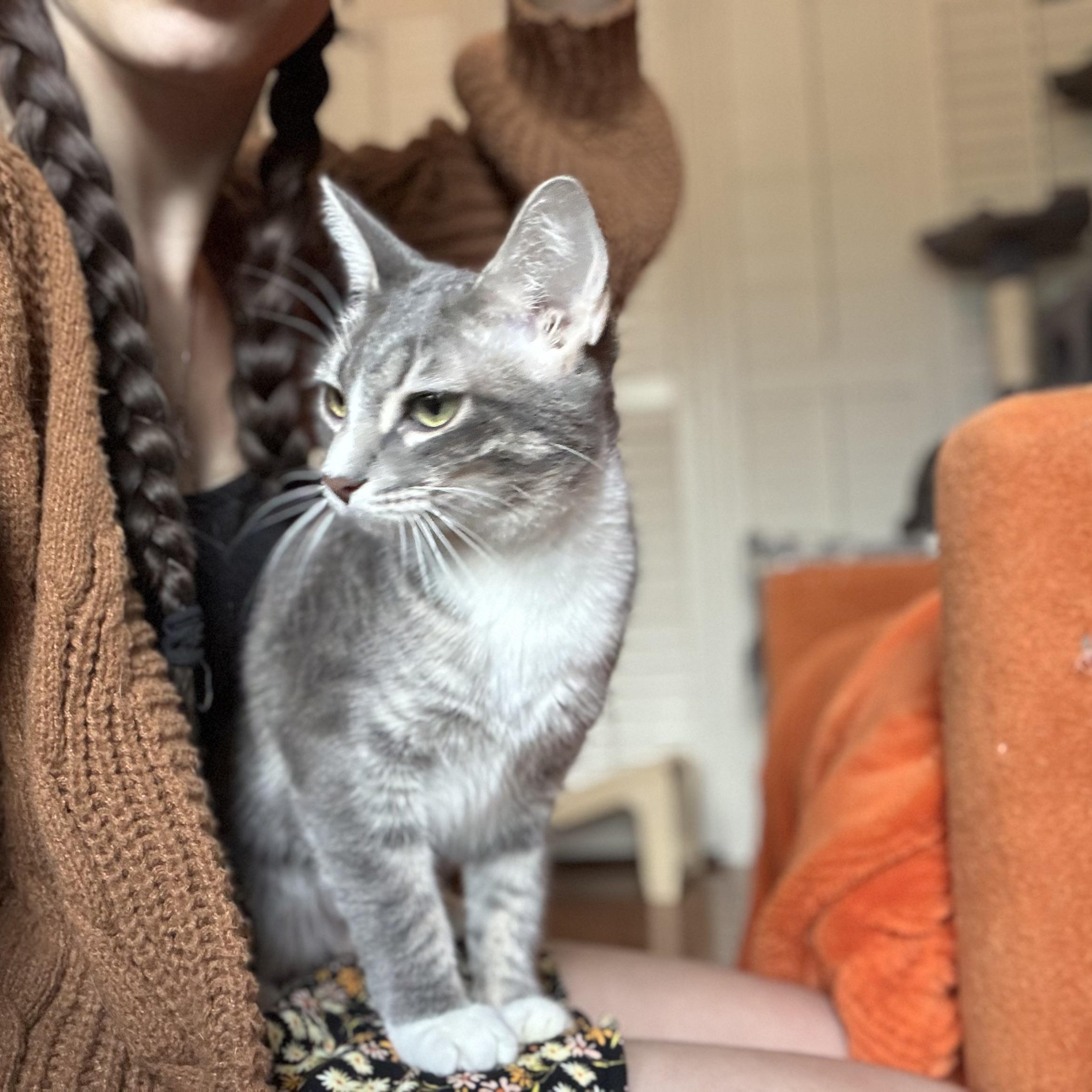 Enlarge DORA -  November ONLY 35% Off Adoption Fee, a Adopted Domestic Short Hair in PHOENIX, AZ image 2/3