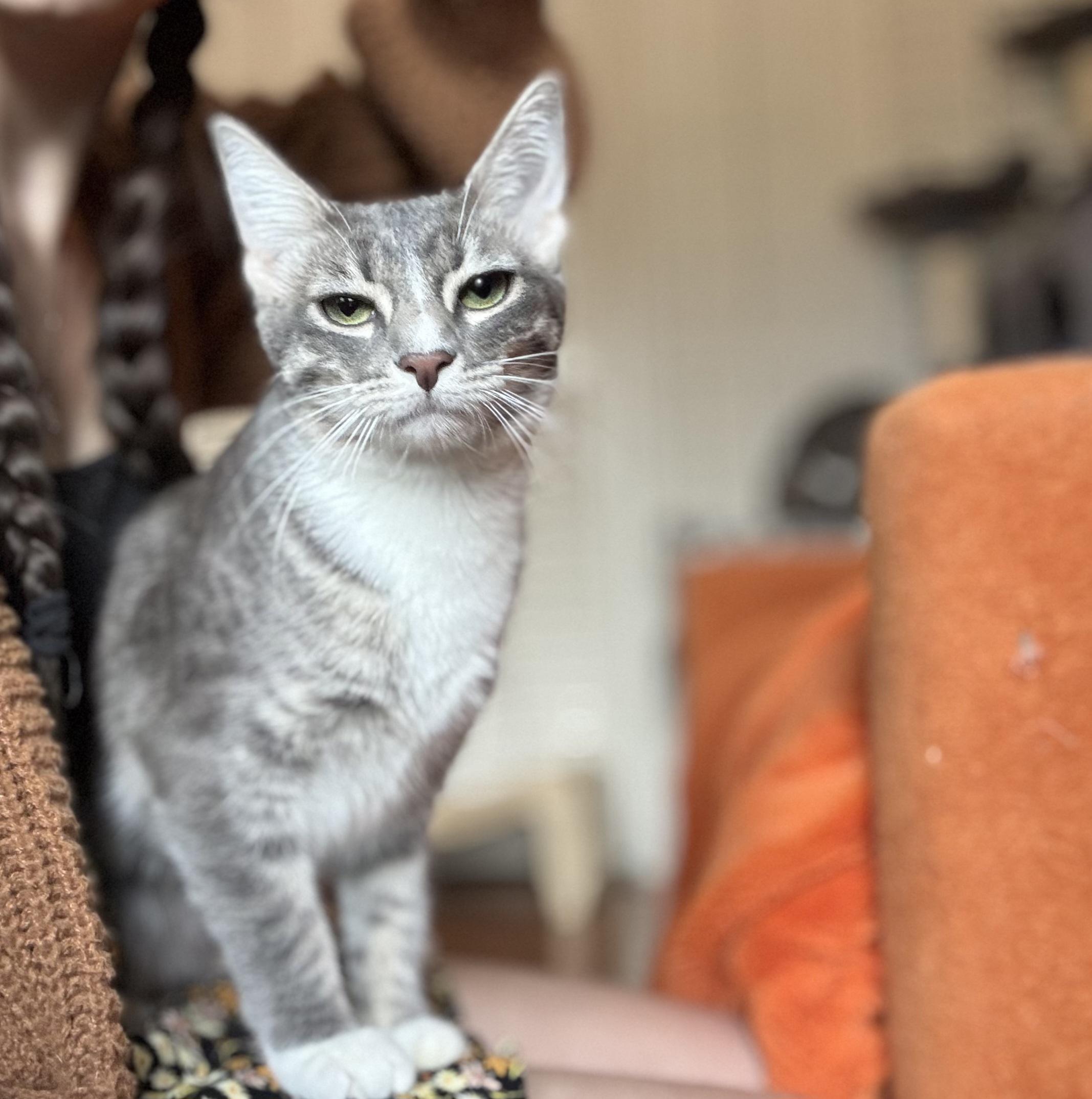 Enlarge DORA -  November ONLY 35% Off Adoption Fee, a Adopted Domestic Short Hair in PHOENIX, AZ image 1/3