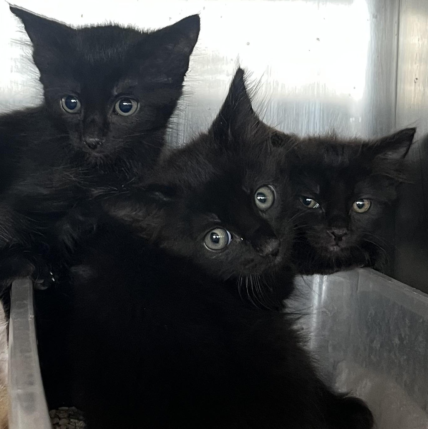 Maka, Adoptable, Kitten Female Domestic Short Hair.