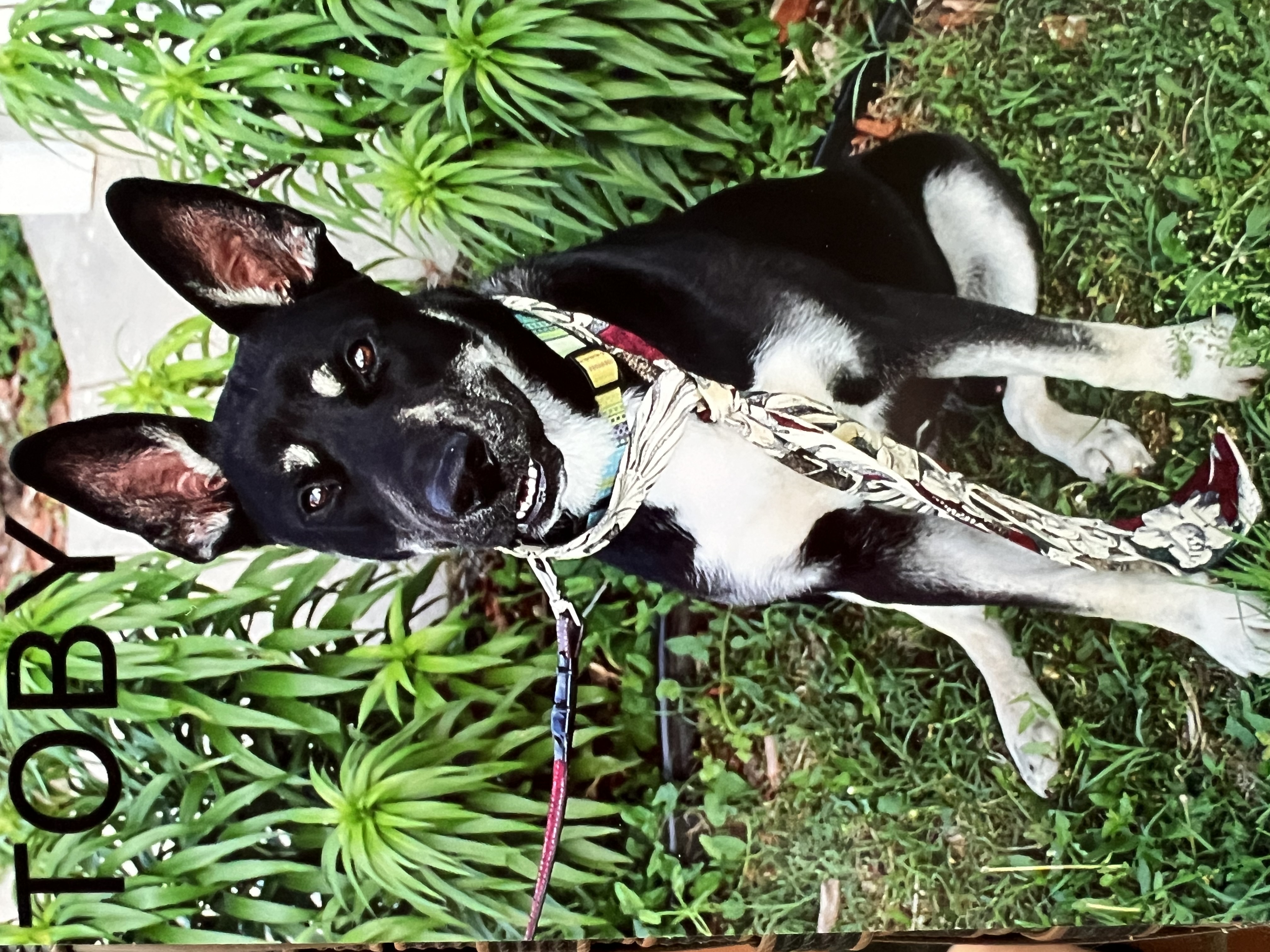 Enlarge Toby, an adopted German Shepherd Dog in Hutchinson, KS image 1/1
