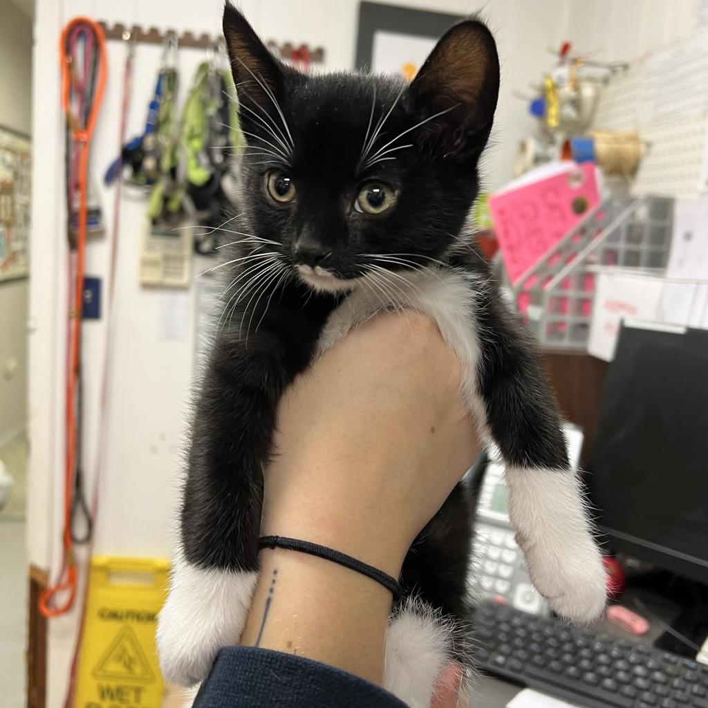 Ivan (FKA Elvis), Adoptable, Adult Male Domestic Short Hair.