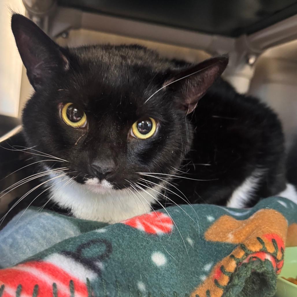 Enlarge Ivan (FKA Elvis), a Adoptable Domestic Short Hair in Newark, DE image 4/4