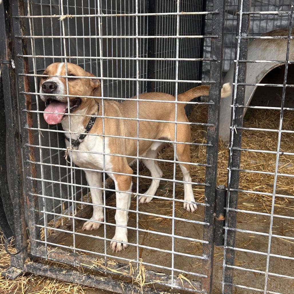 Hulk — thumbnail 2