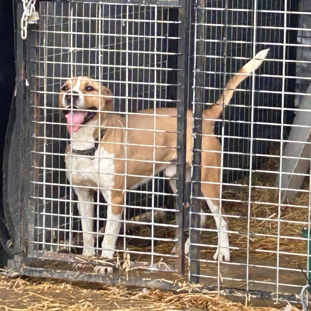 Hulk — thumbnail 4