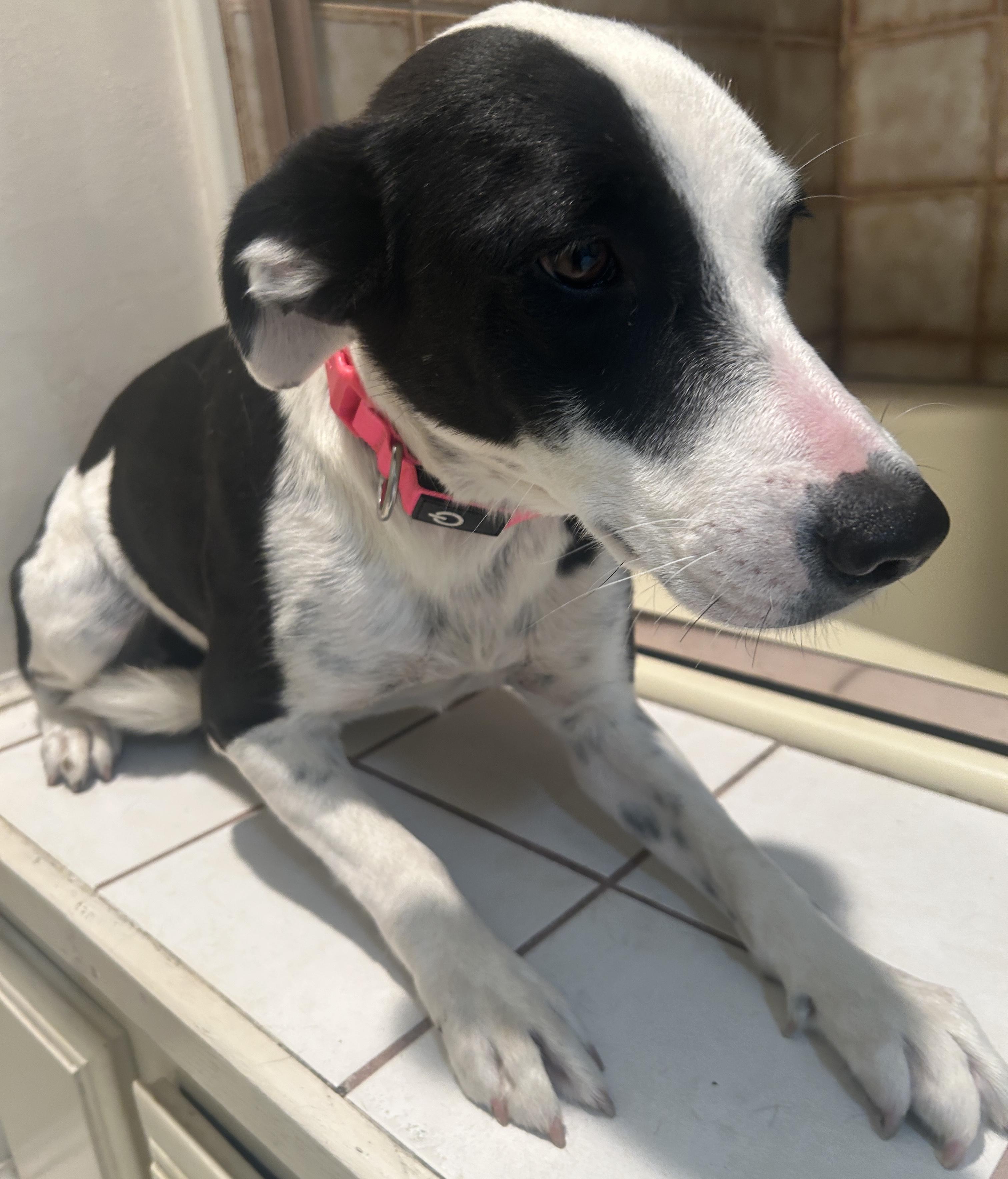 Enlarge DAVIA , a ADOPTABLE mixed breed in El Cajon, CA image 6/6