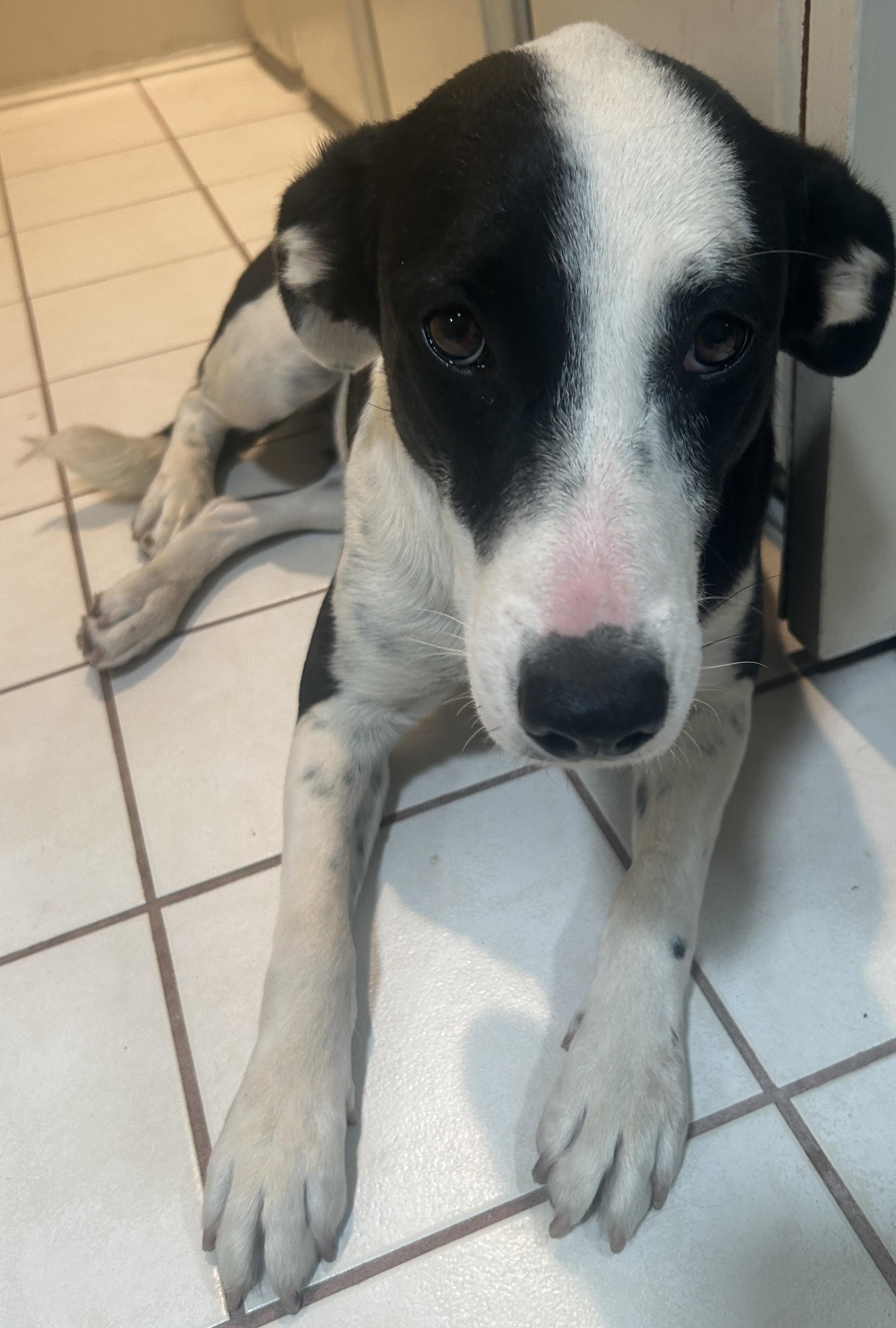 Enlarge DAVIA , a ADOPTABLE mixed breed in El Cajon, CA image 2/6