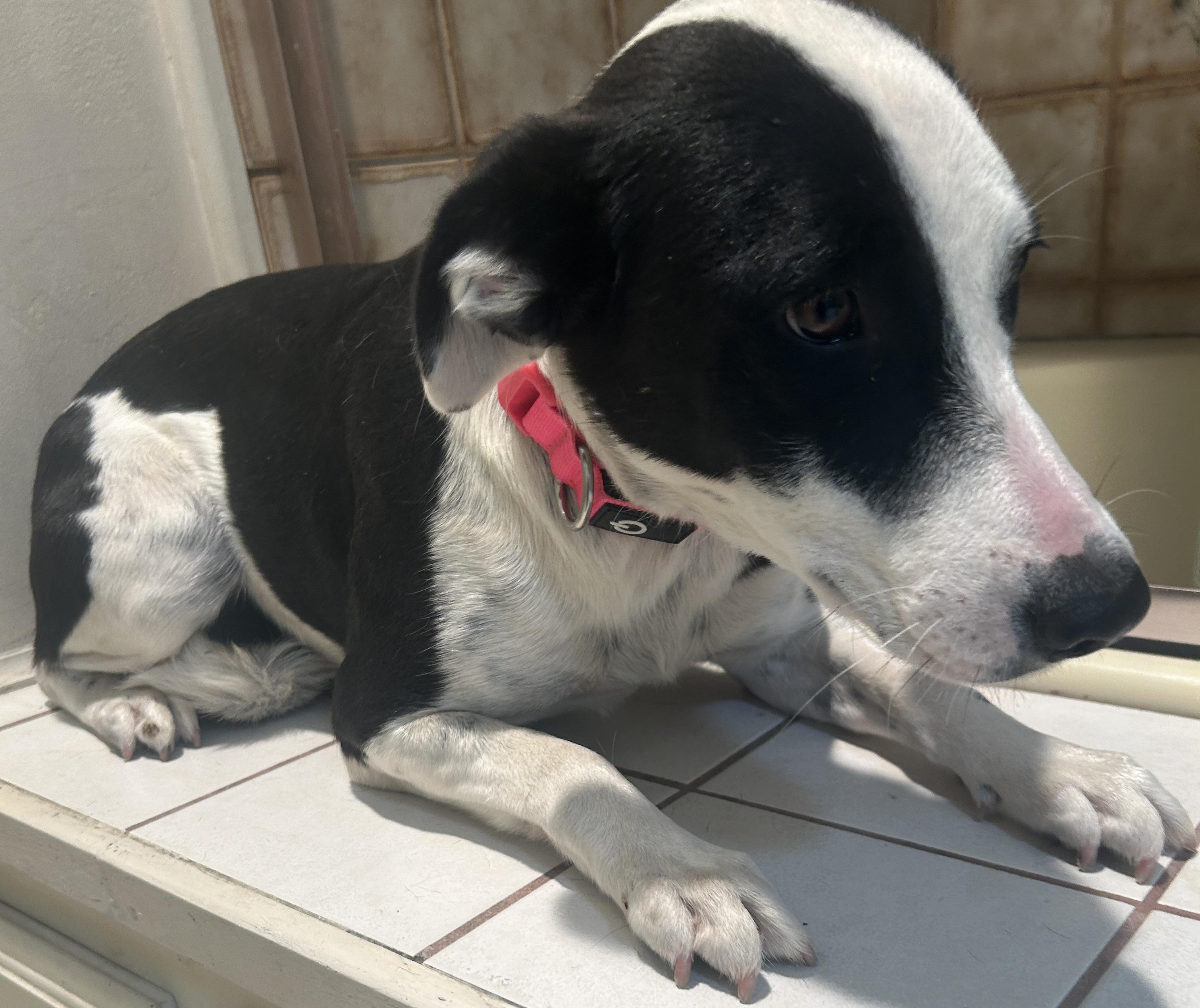 Enlarge DAVIA , a ADOPTABLE mixed breed in El Cajon, CA image 3/6