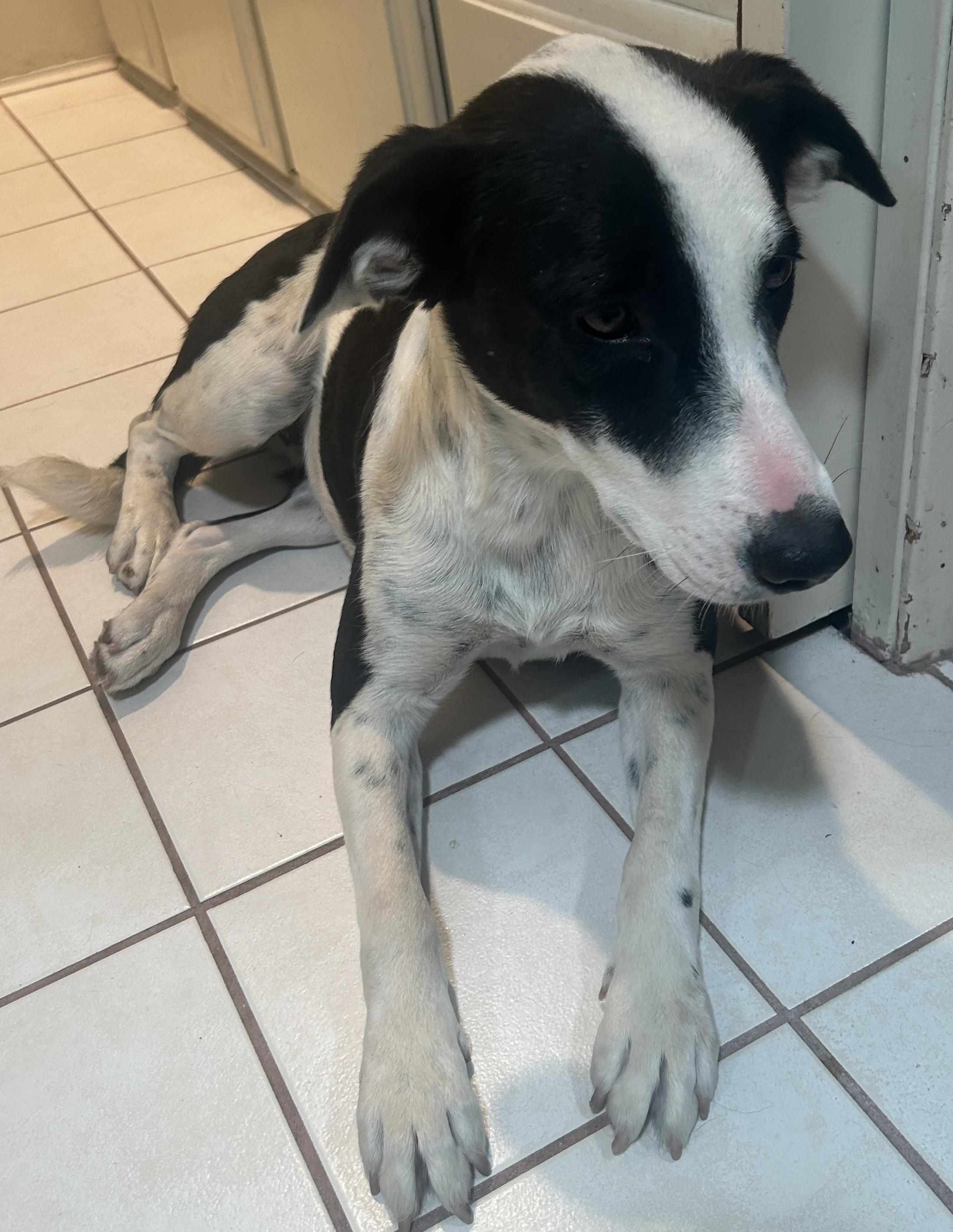 Enlarge DAVIA , a ADOPTABLE mixed breed in El Cajon, CA image 4/6