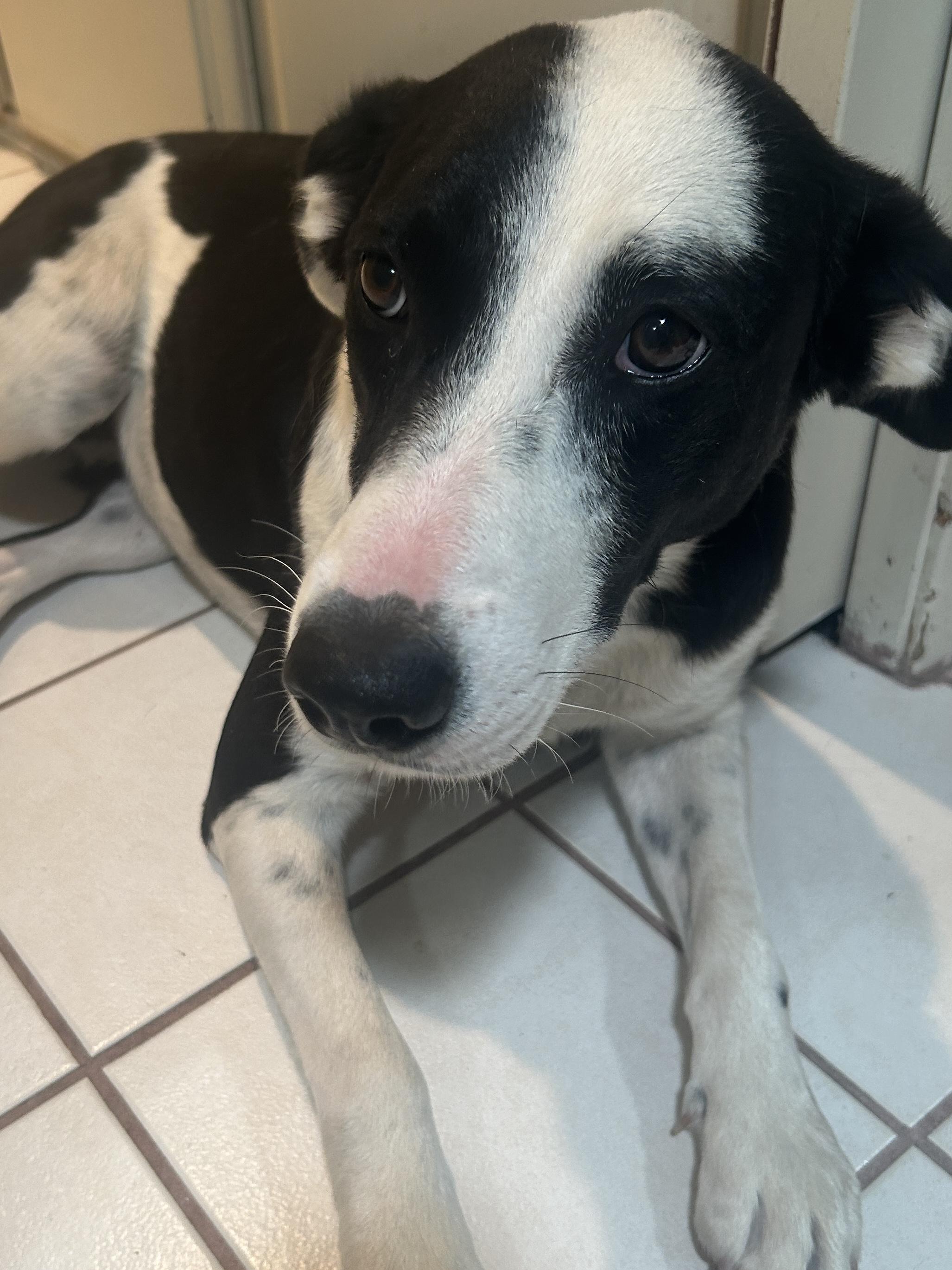 Enlarge DAVIA , a ADOPTABLE mixed breed in El Cajon, CA image 5/6