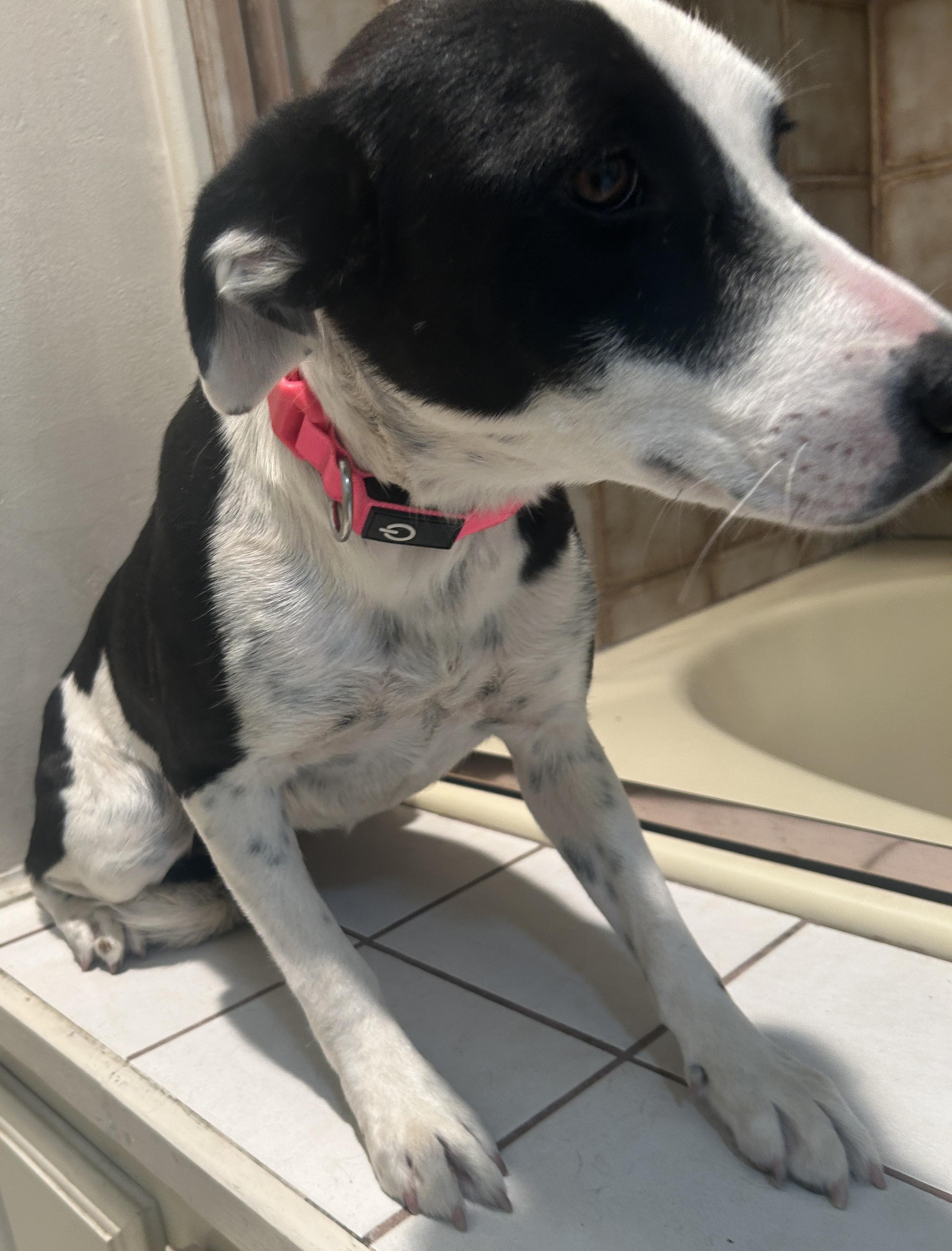 DAVIA , ADOPTABLE, Young Female Black Labrador Retriever.