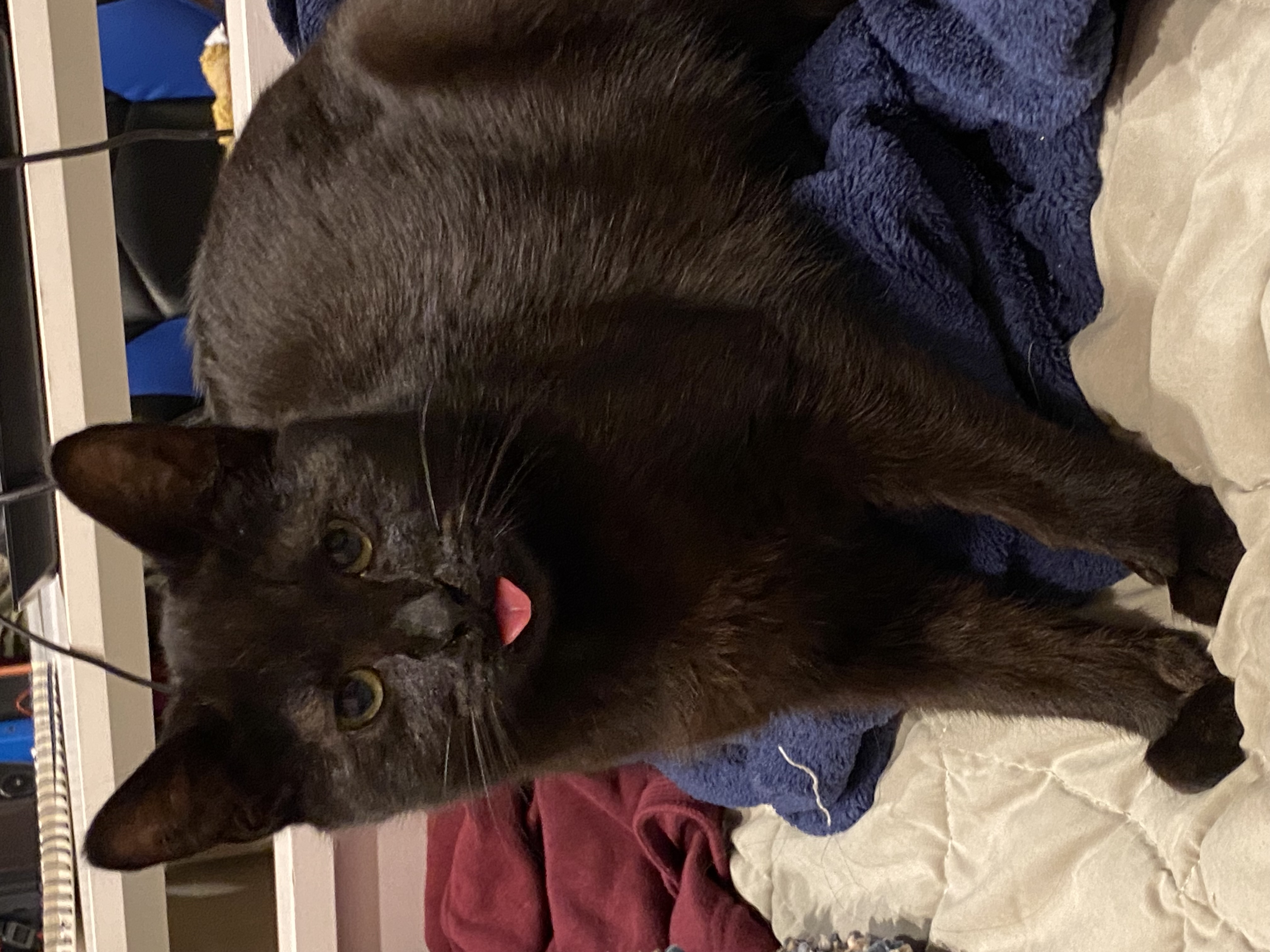 Cat for adoption Boo bonded with Rainbow, a Domestic Short Hair in