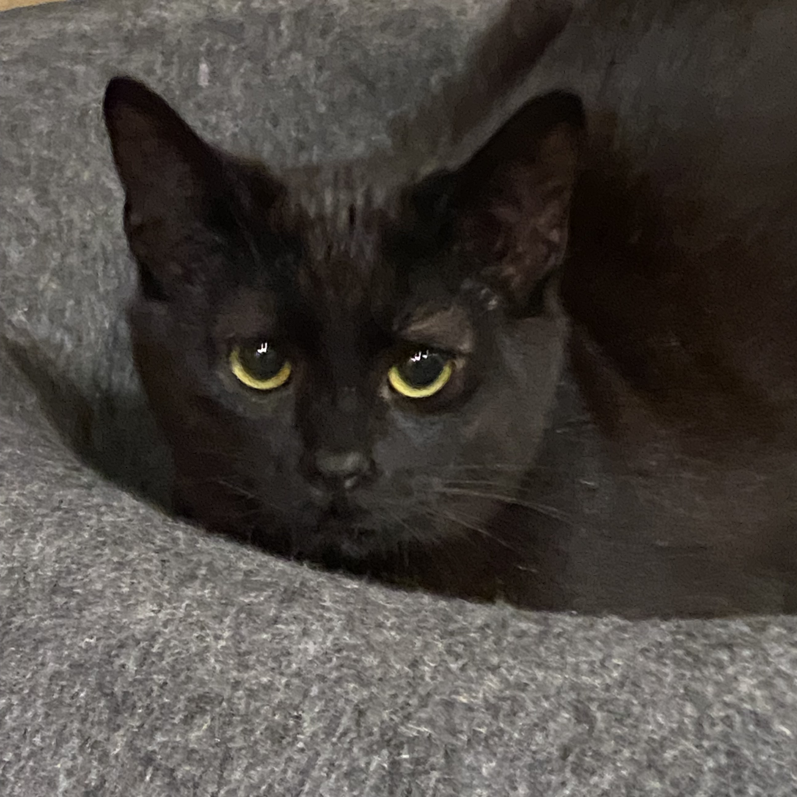 Cat for adoption Boo bonded with Rainbow, a Domestic Short Hair in