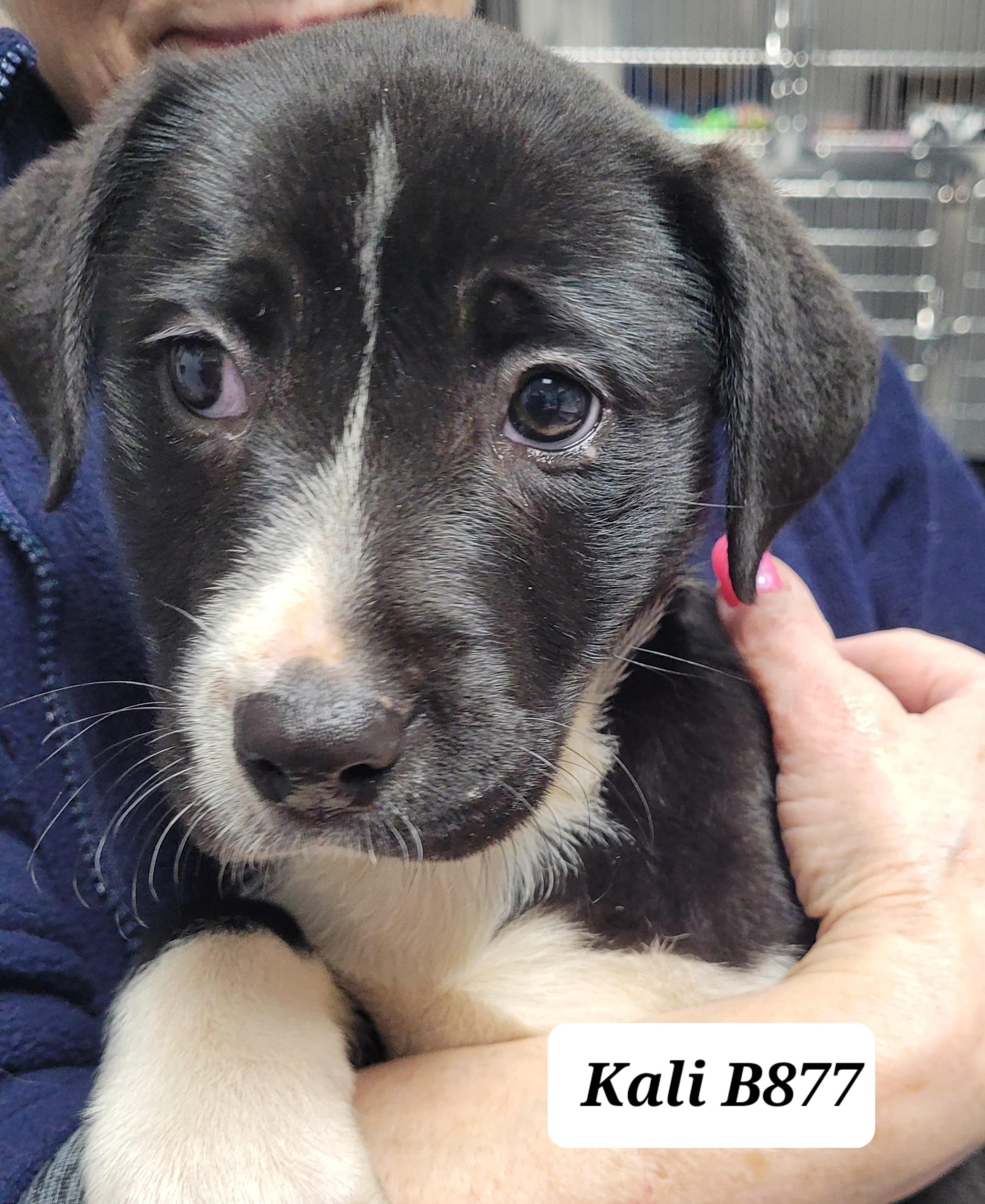 Kali, ADOPTABLE, Puppy Female Labrador Retriever.