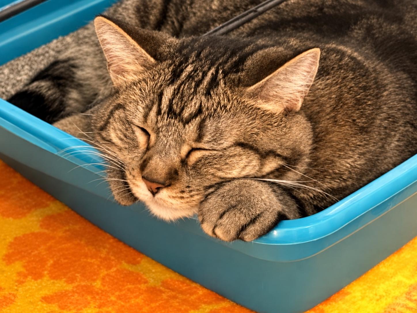 Pepper, Adoptable, Adult Female Domestic Short Hair.