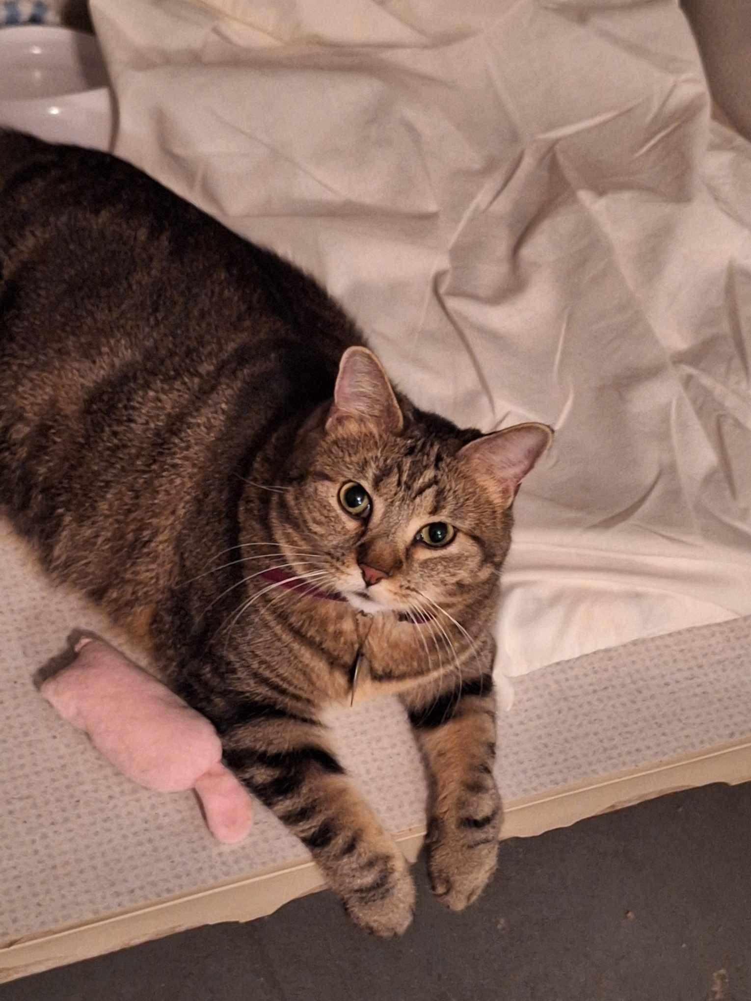 Pepper, ADOPTABLE, Adult Female Domestic Short Hair.