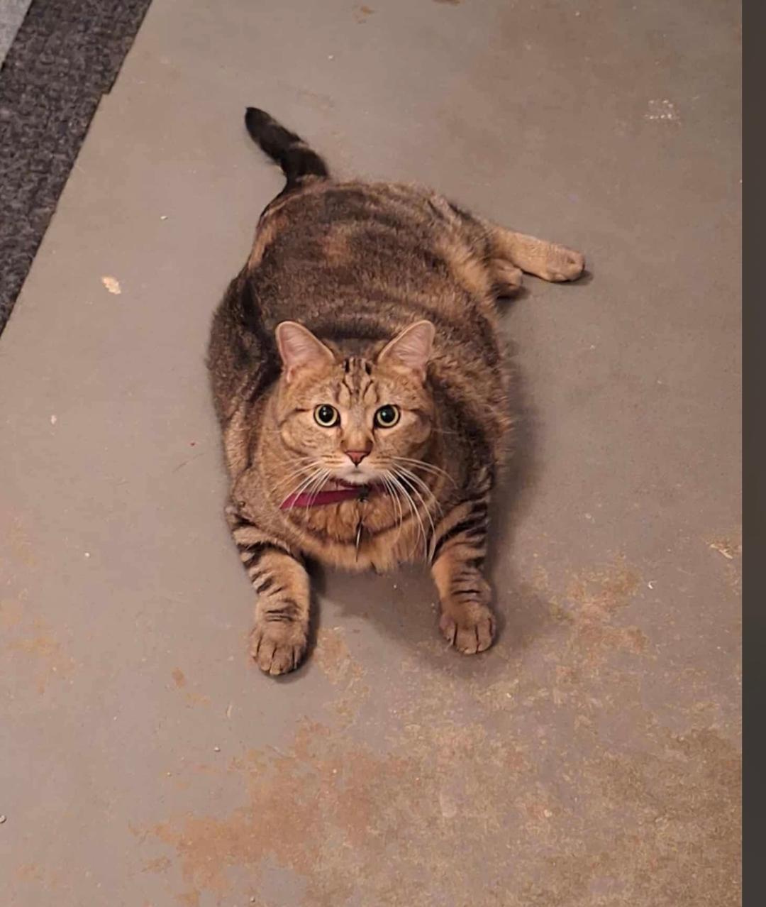 Enlarge Pepper, a ADOPTABLE Domestic Short Hair in Granite City, IL image 1/1