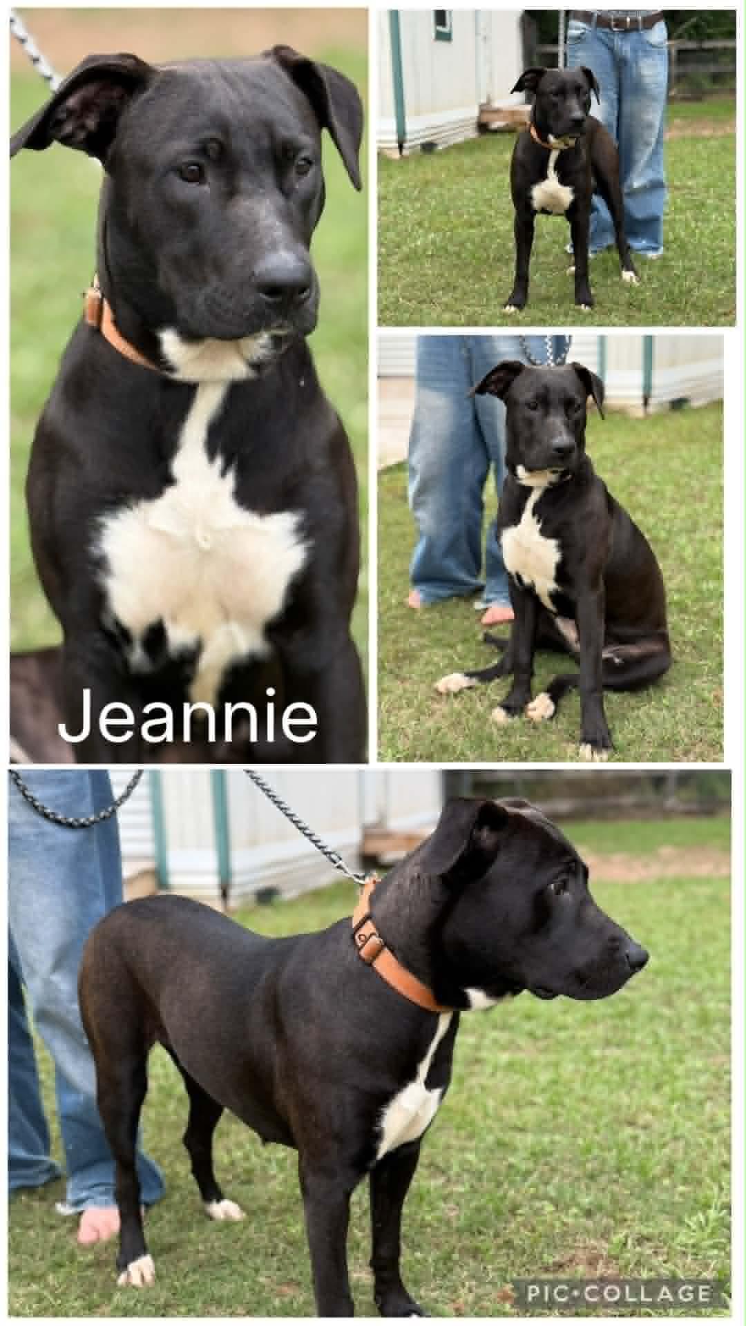 Jeannie, adoptable, Young Female Labrador Retriever.