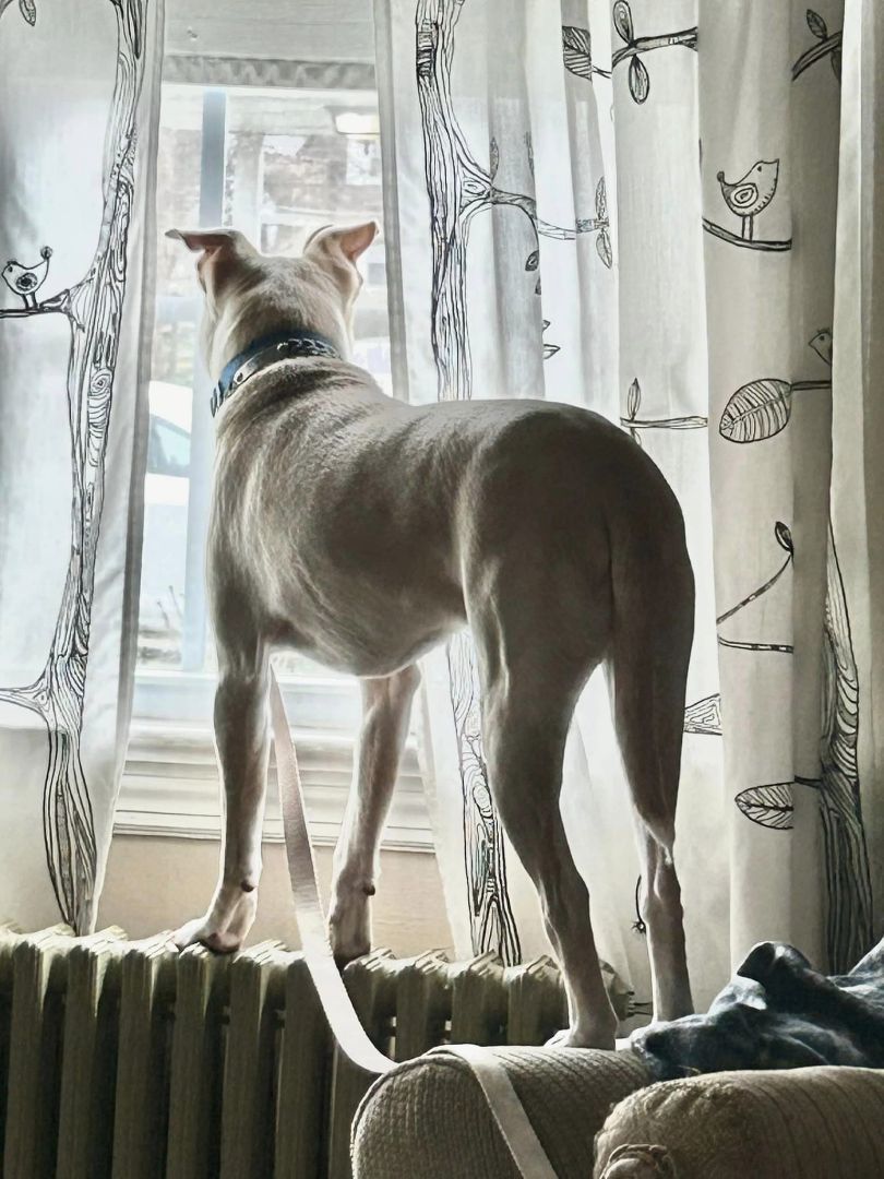 Ace, a Adoptable mixed breed in Landenberg, PA image 6/6