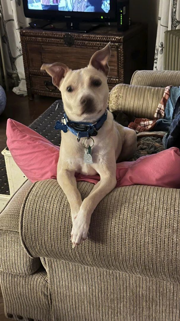 Ace, a Adoptable mixed breed in Landenberg, PA image 1/6