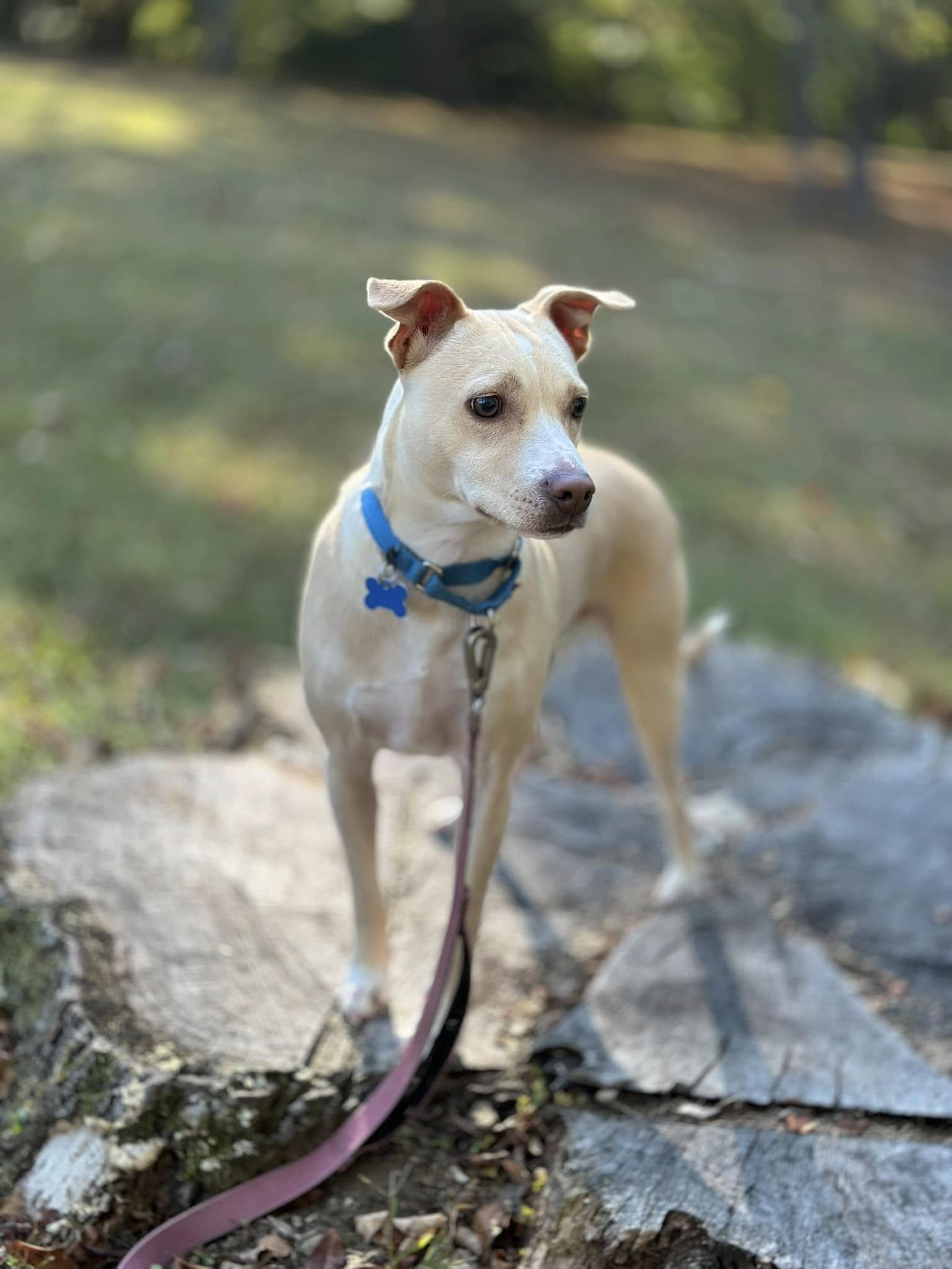 Ace, a Adoptable mixed breed in Landenberg, PA image 2/6