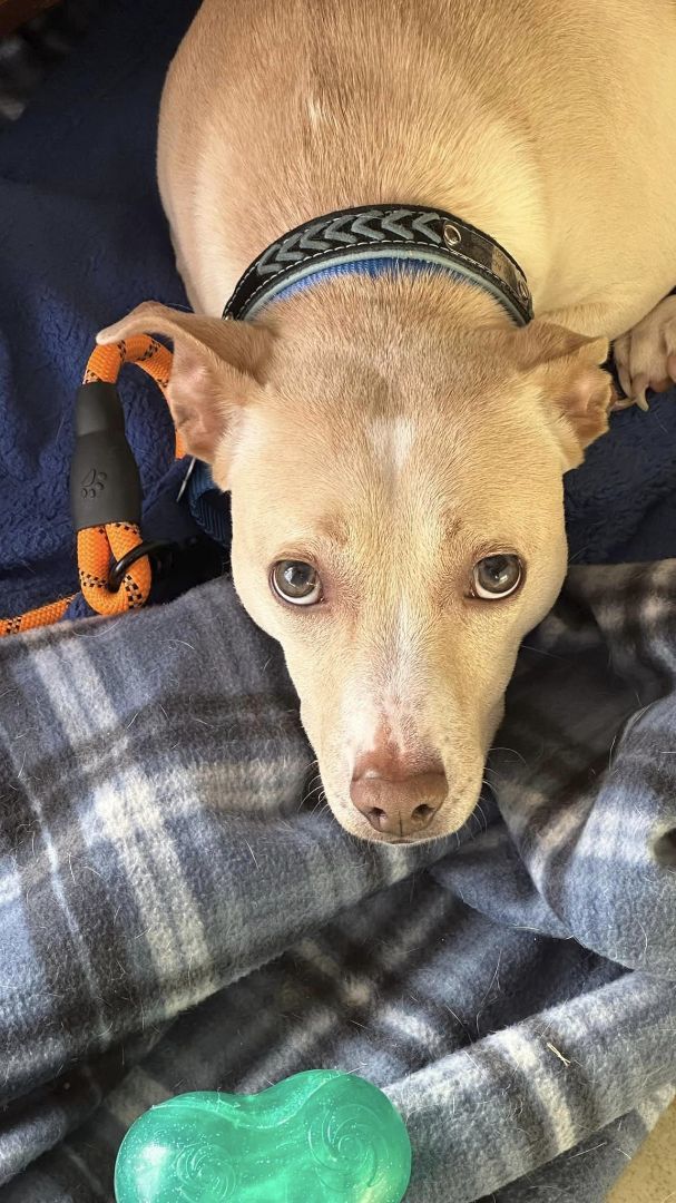 Ace, a Adoptable mixed breed in Landenberg, PA image 5/6