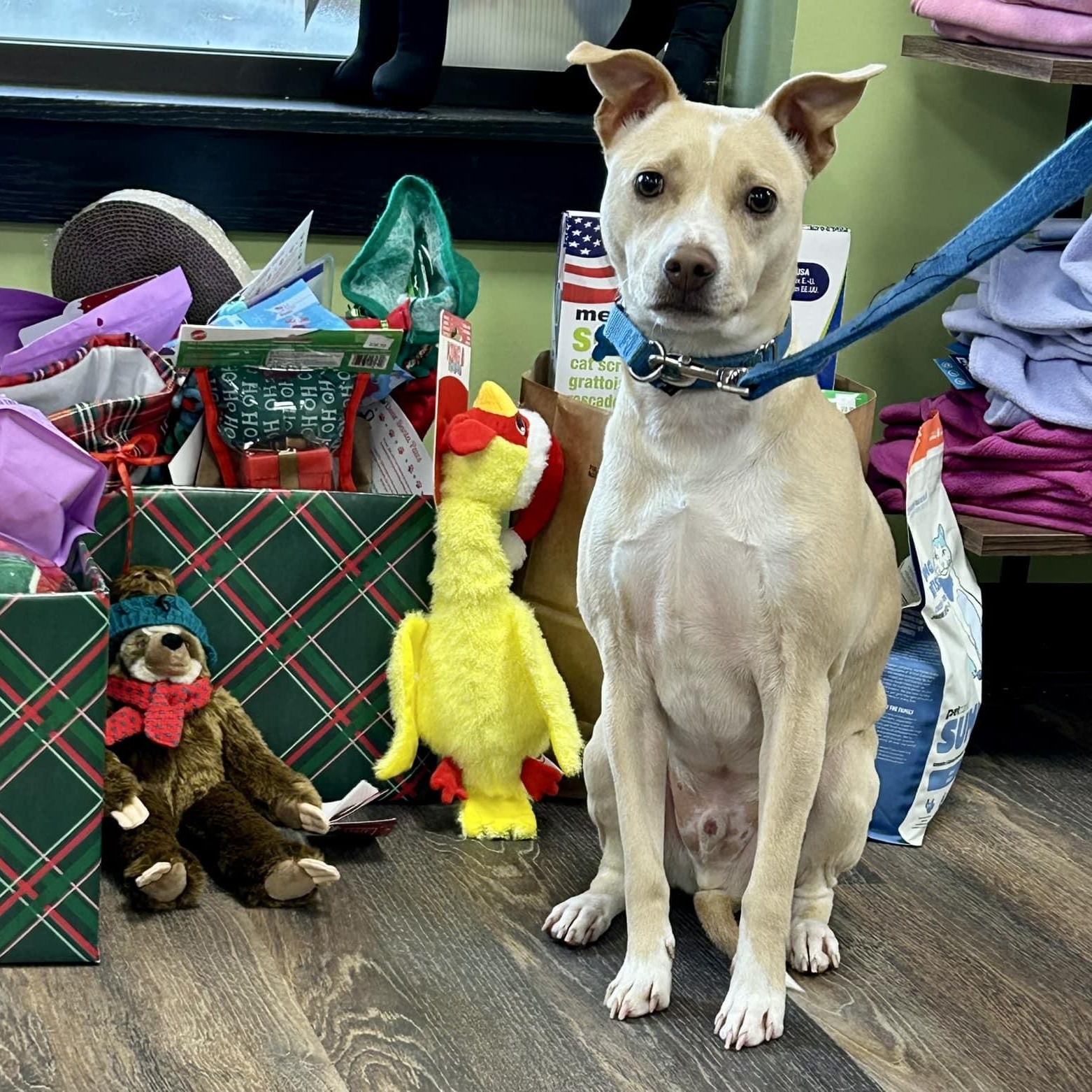 Ace, a Adoptable mixed breed in Landenberg, PA image 4/6