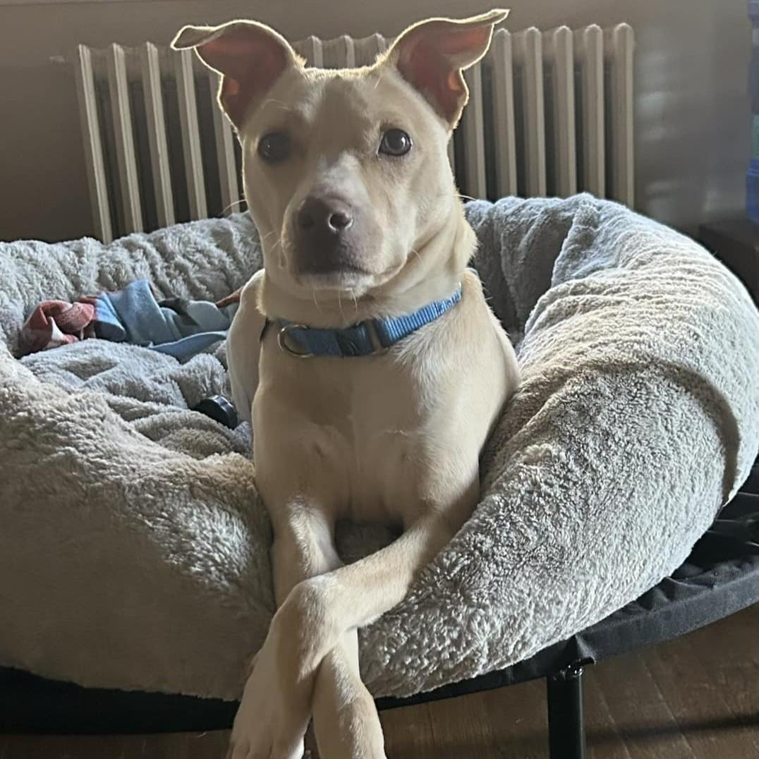 Ace, a Adoptable mixed breed in Landenberg, PA image 3/6