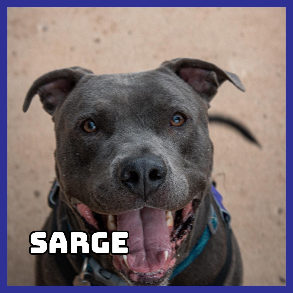 Sarge, Adoptable, Adult Male Pit Bull Terrier.