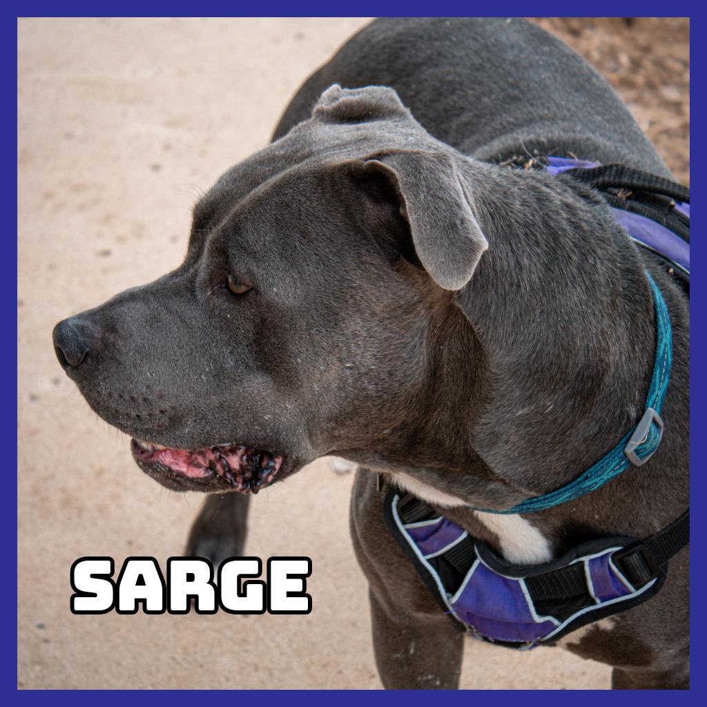 Sarge, Adoptable, Adult Male Pit Bull Terrier.