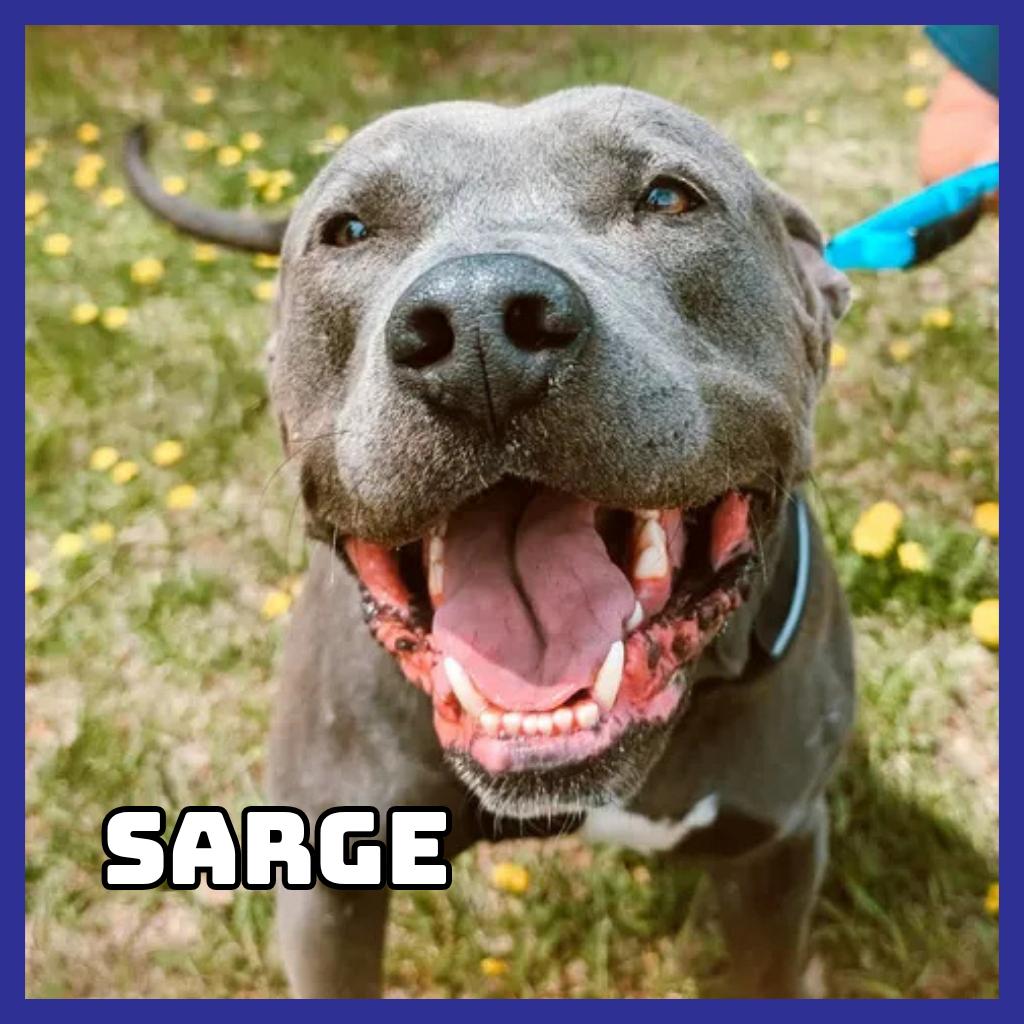 Enlarge Sarge, a Adoptable Pit Bull Terrier in Glenwood, MN image 2/6