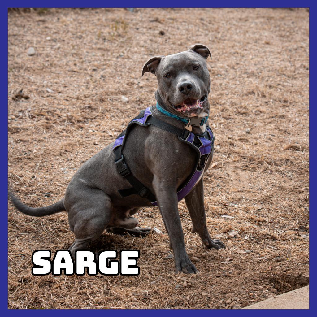 Enlarge Sarge, a Adoptable Pit Bull Terrier in Glenwood, MN image 4/6