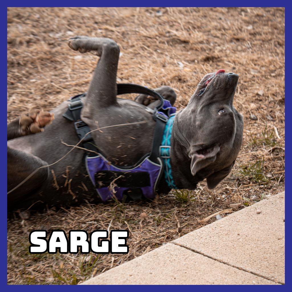 Enlarge Sarge, a Adoptable Pit Bull Terrier in Glenwood, MN image 5/6