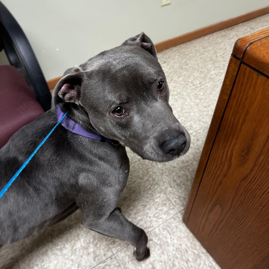 Enlarge Sarge, a Adoptable Pit Bull Terrier in Glenwood, MN image 3/4
