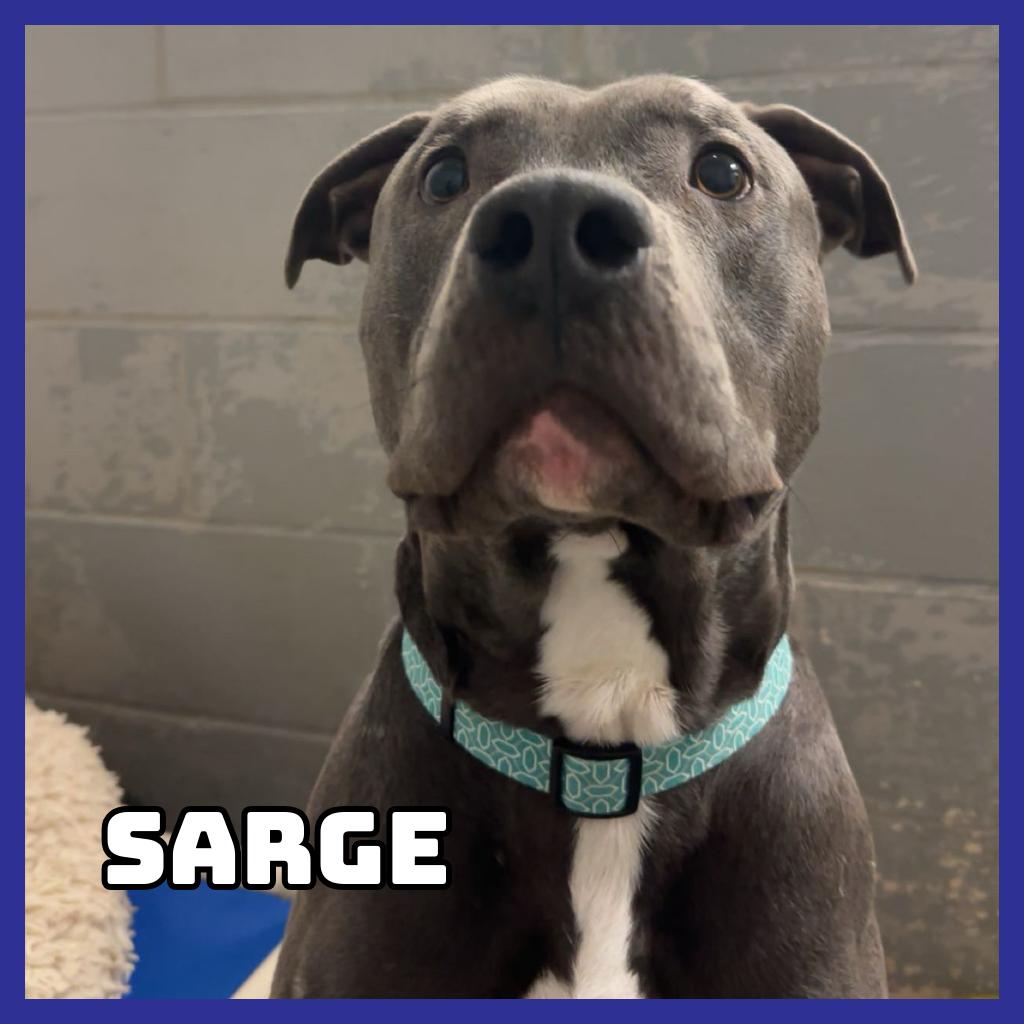 Enlarge Sarge, a Adoptable Pit Bull Terrier in Glenwood, MN image 4/4