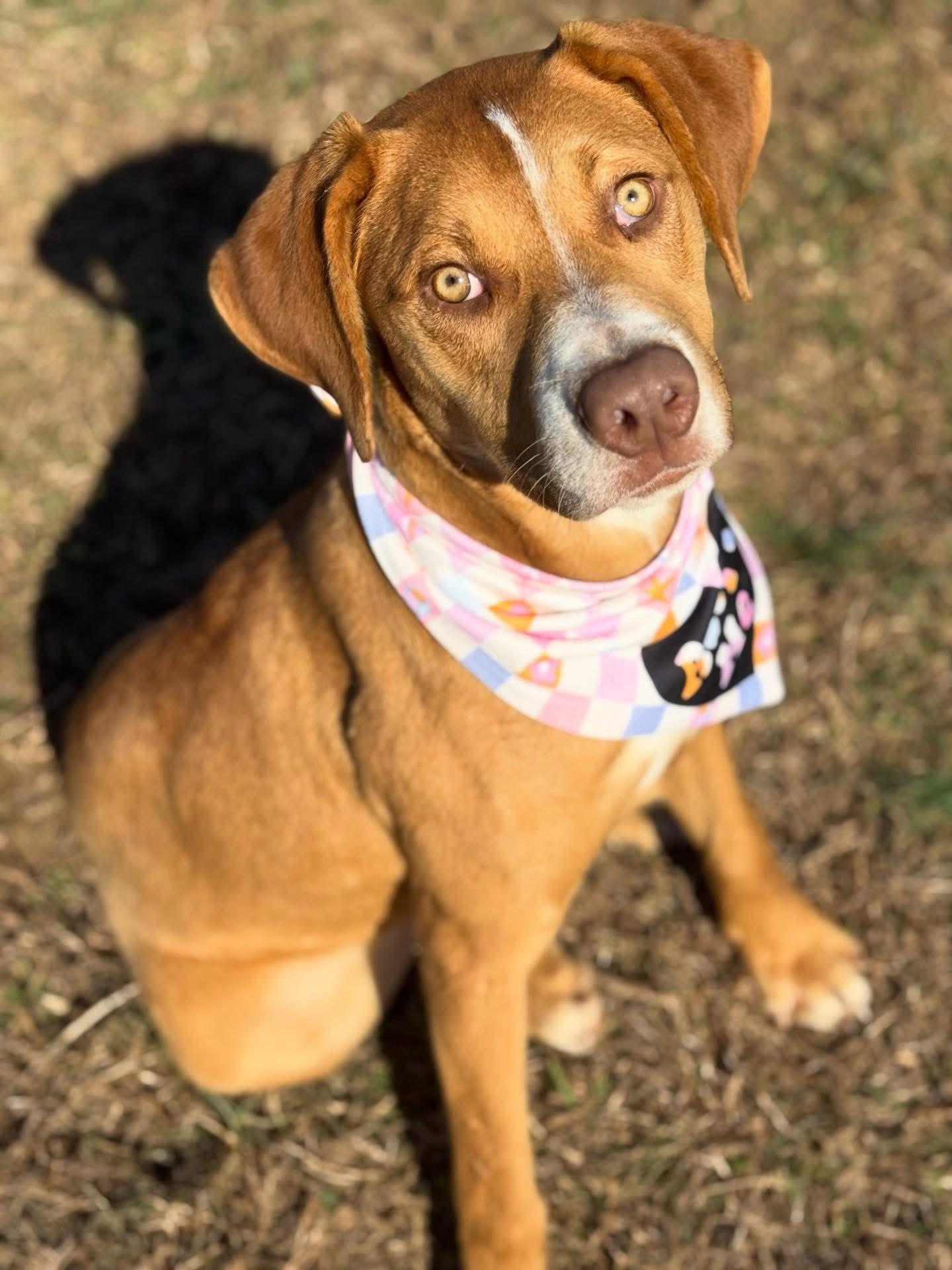 Chrissy, a ADOPTABLE mixed breed in Lebanon, TN image 3/4