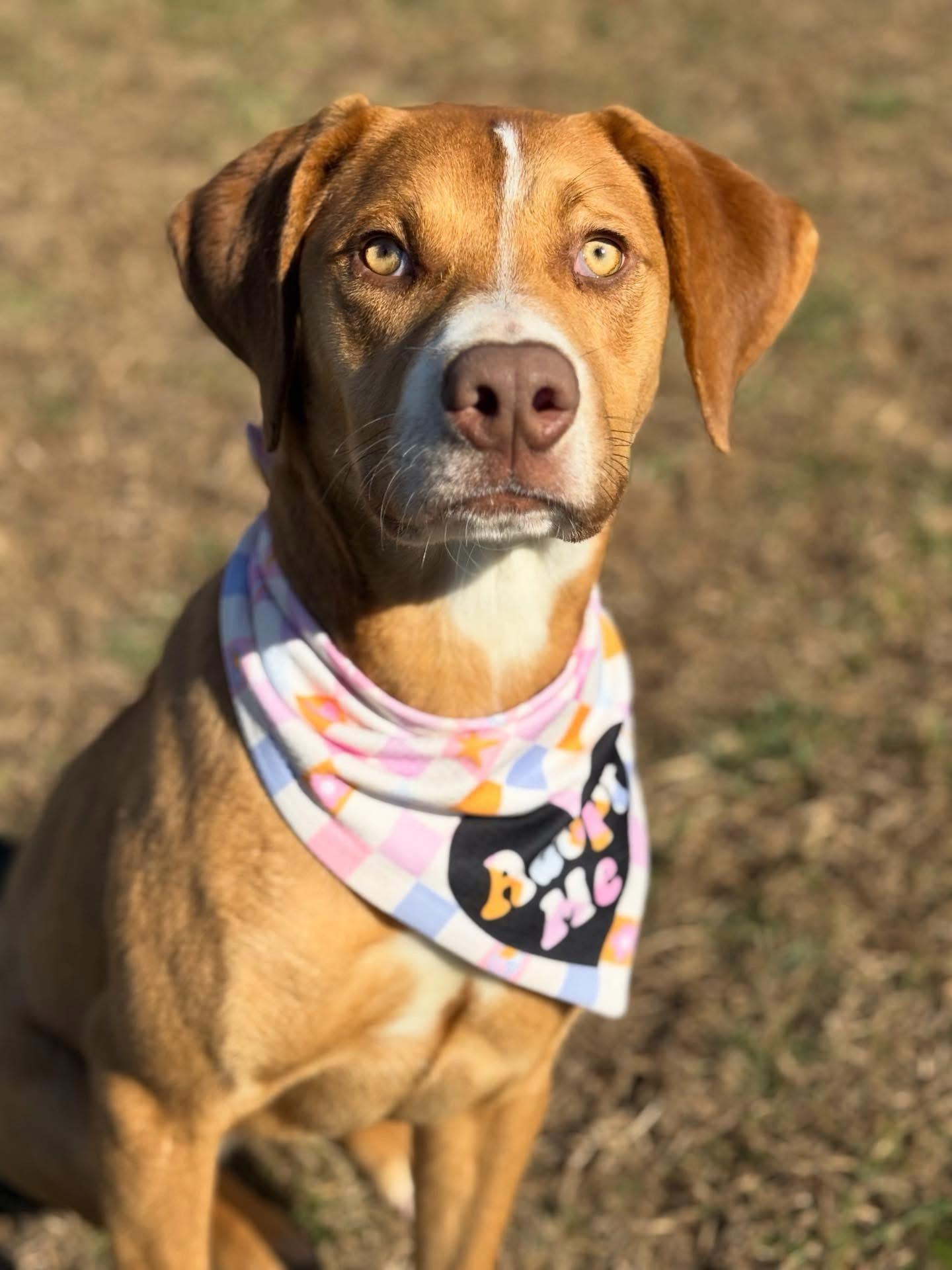Chrissy, a ADOPTABLE mixed breed in Lebanon, TN image 1/4