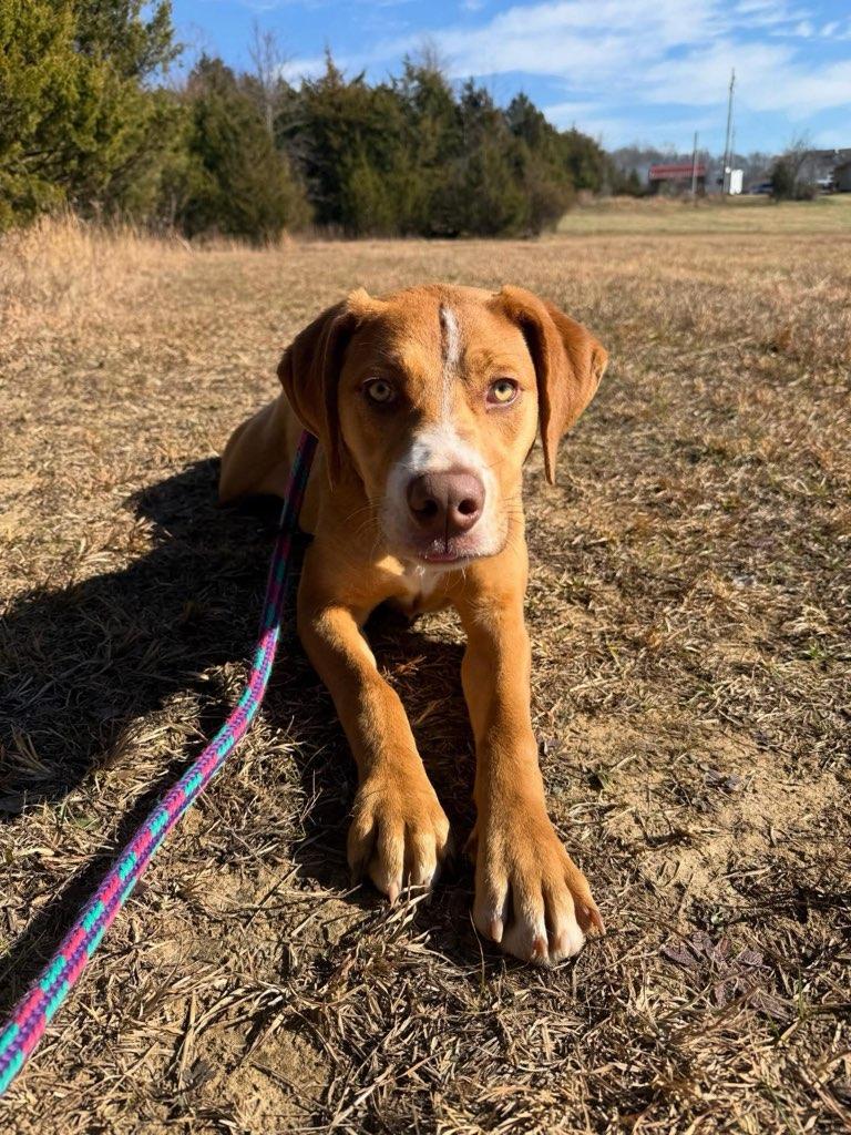 Chrissy, a ADOPTABLE mixed breed in Lebanon, TN image 2/4