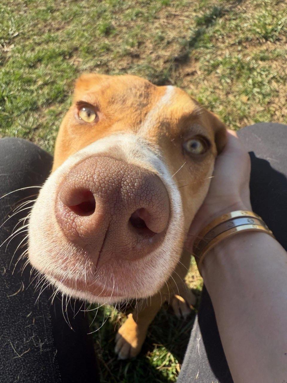 Chrissy, a ADOPTABLE mixed breed in Lebanon, TN image 4/4